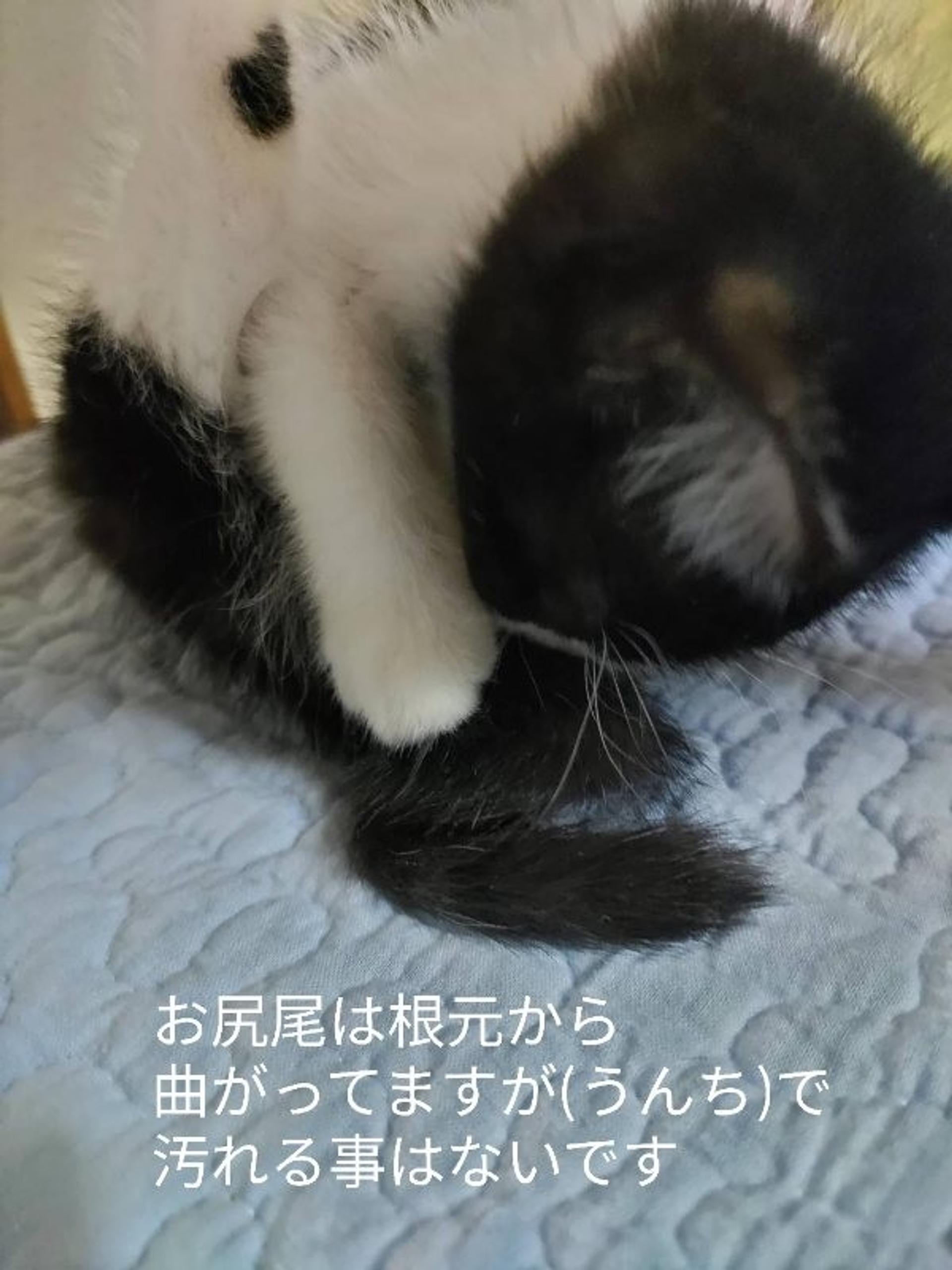 pet-image-5