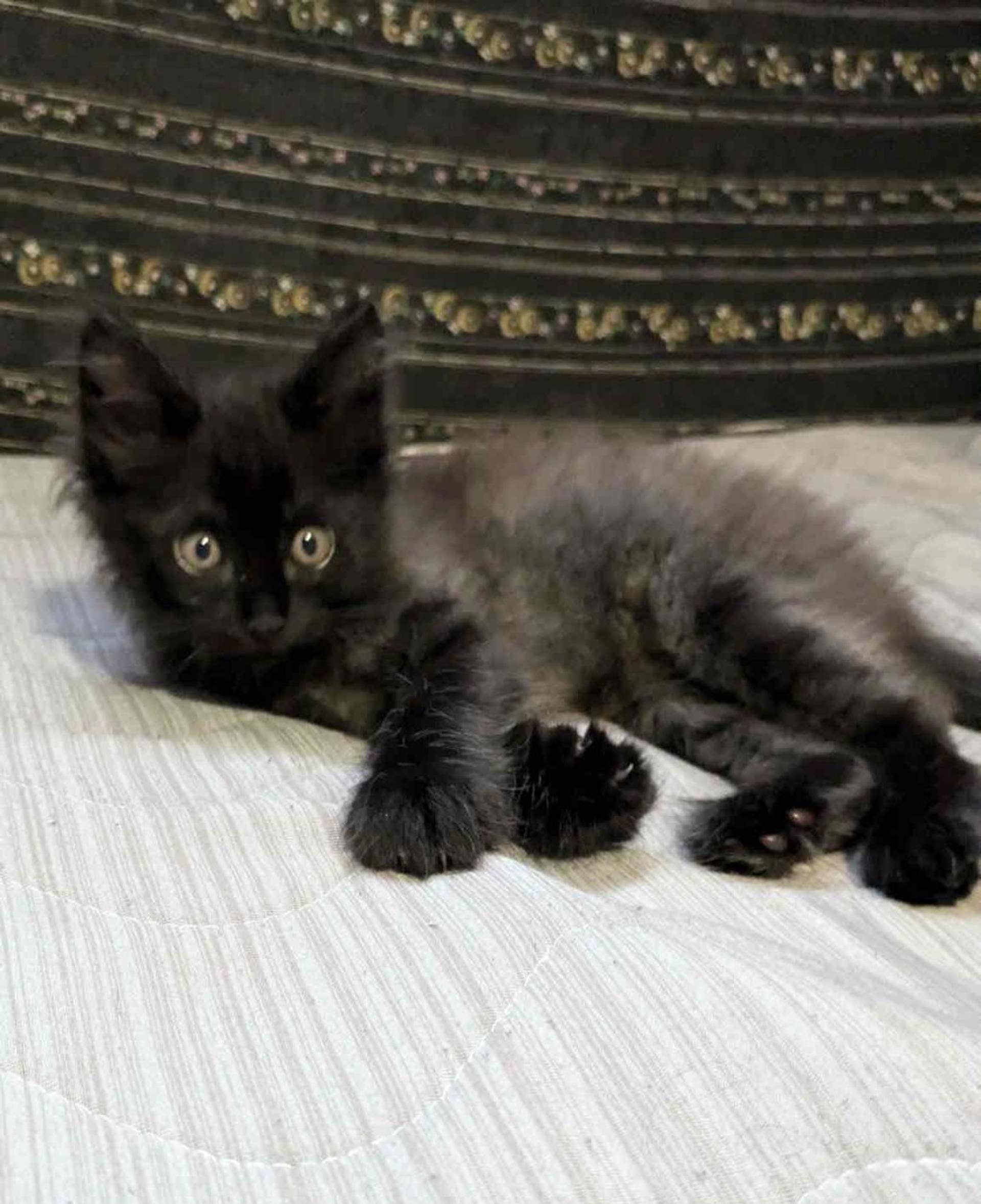 雑種（ミックス猫）・オスの里親募集の写真