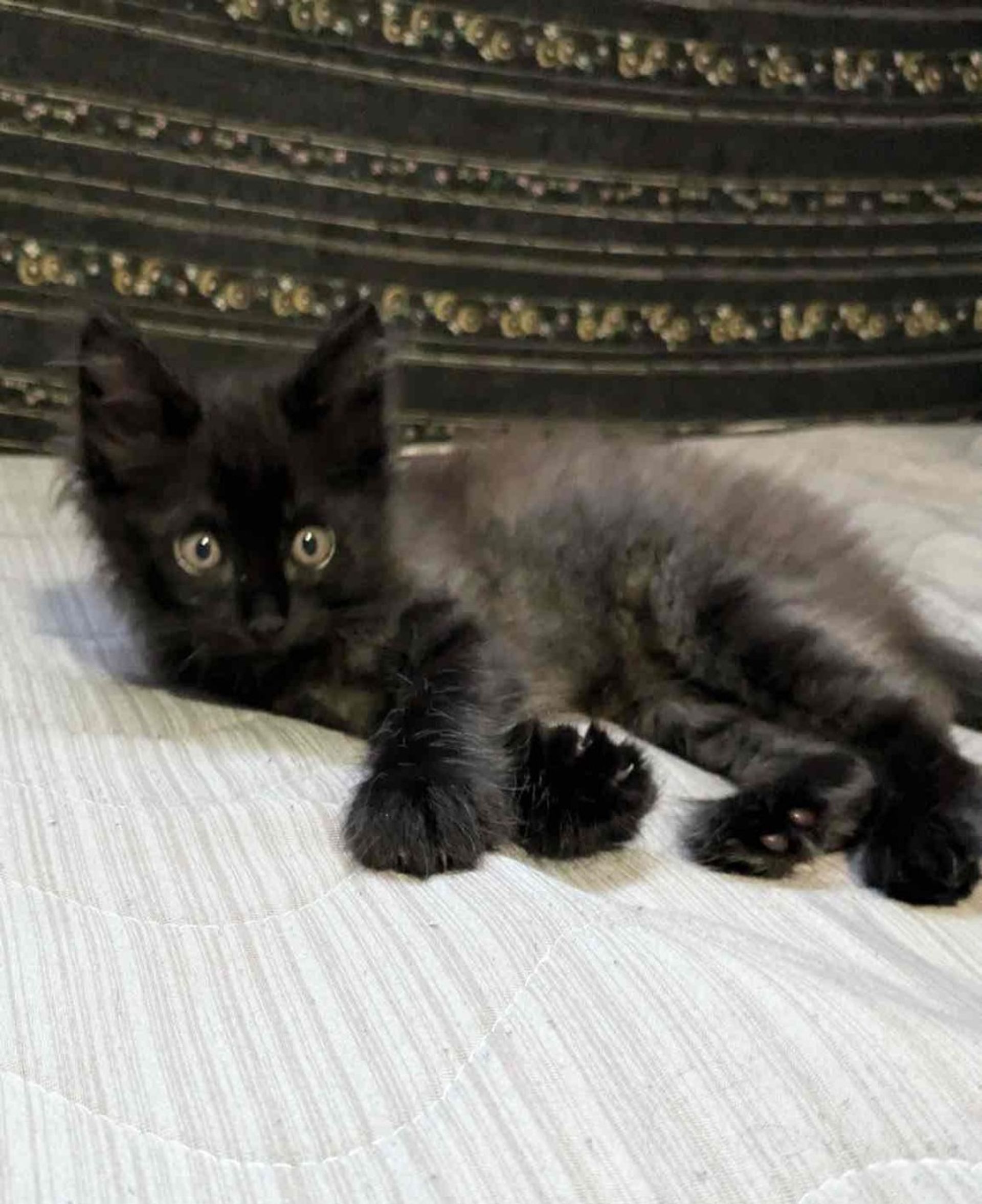 雑種（ミックス猫）・オスの里親募集の写真