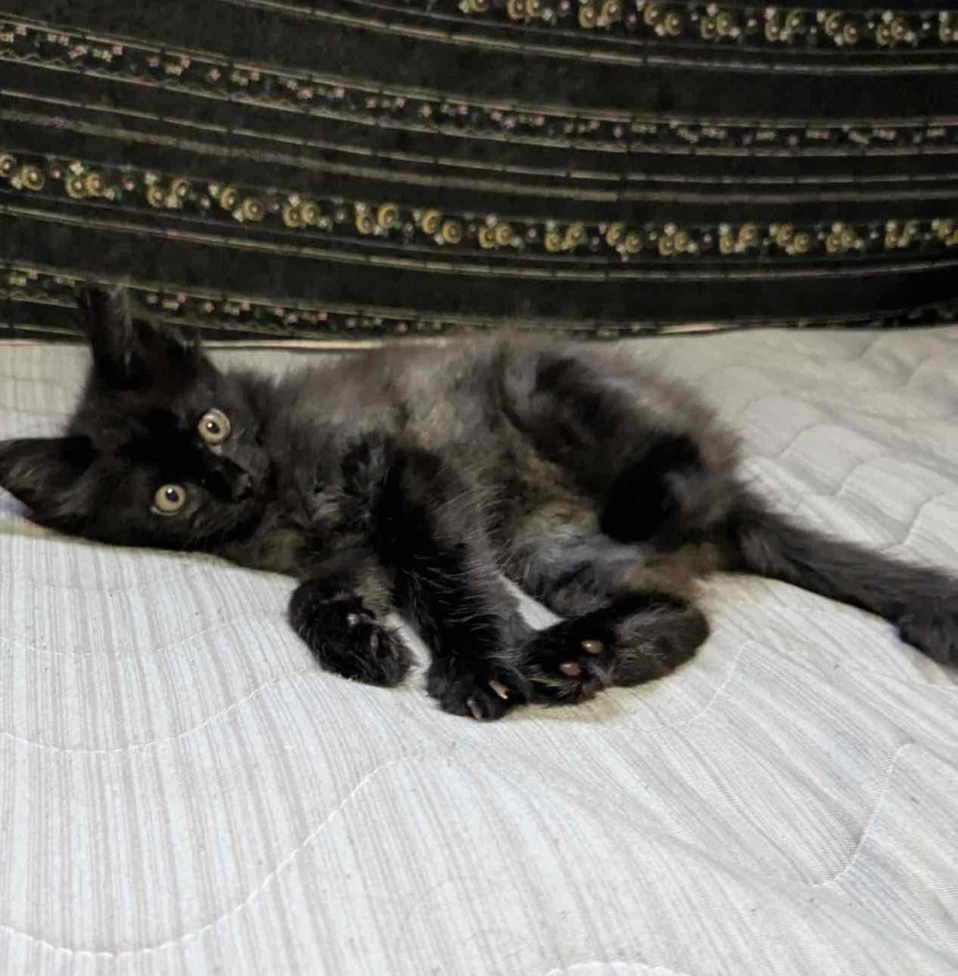 pet-image-2