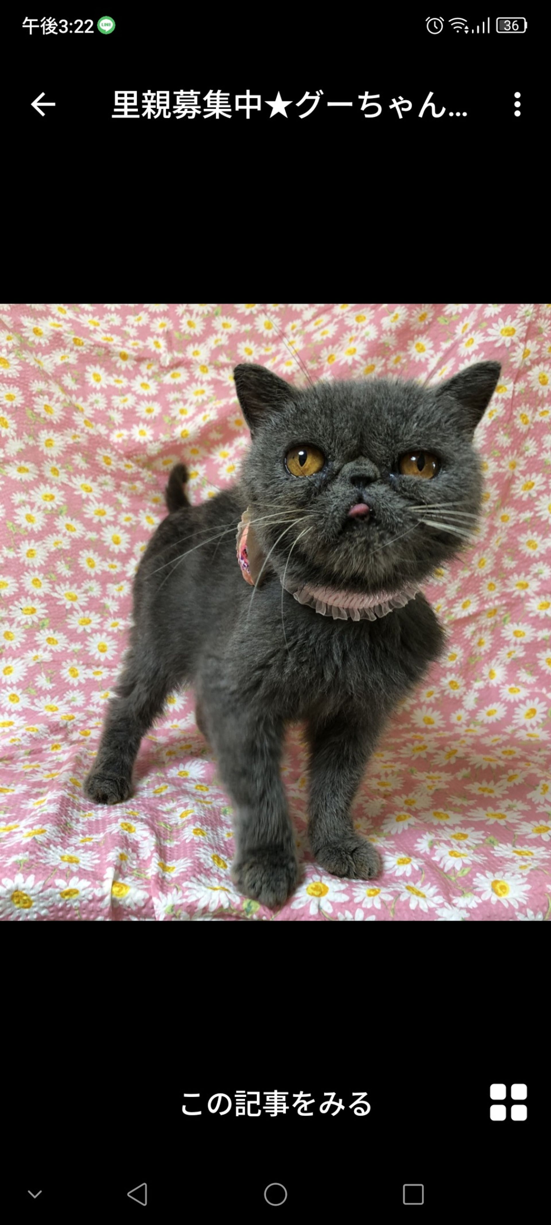 エキゾチックショートヘア・メスの里親募集の写真
