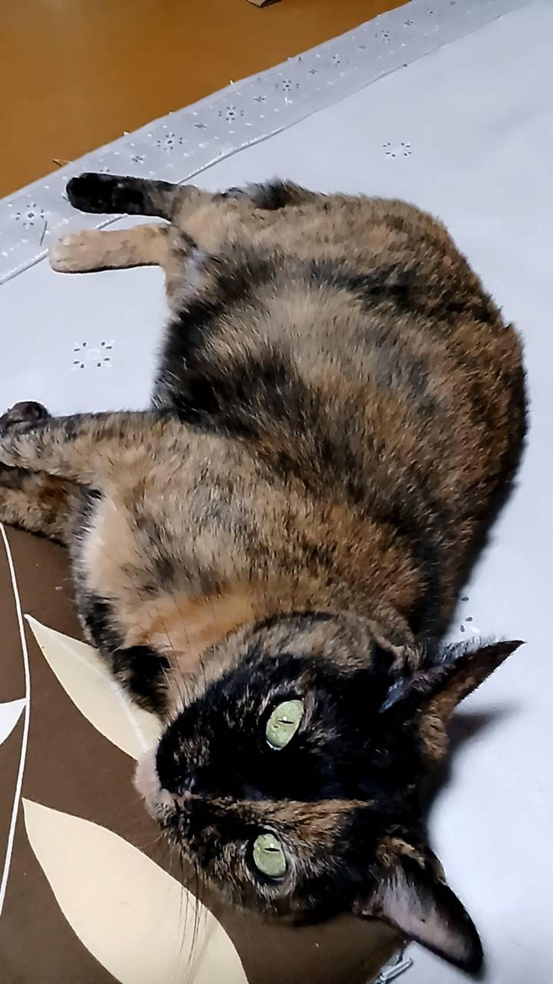 pet-image-3