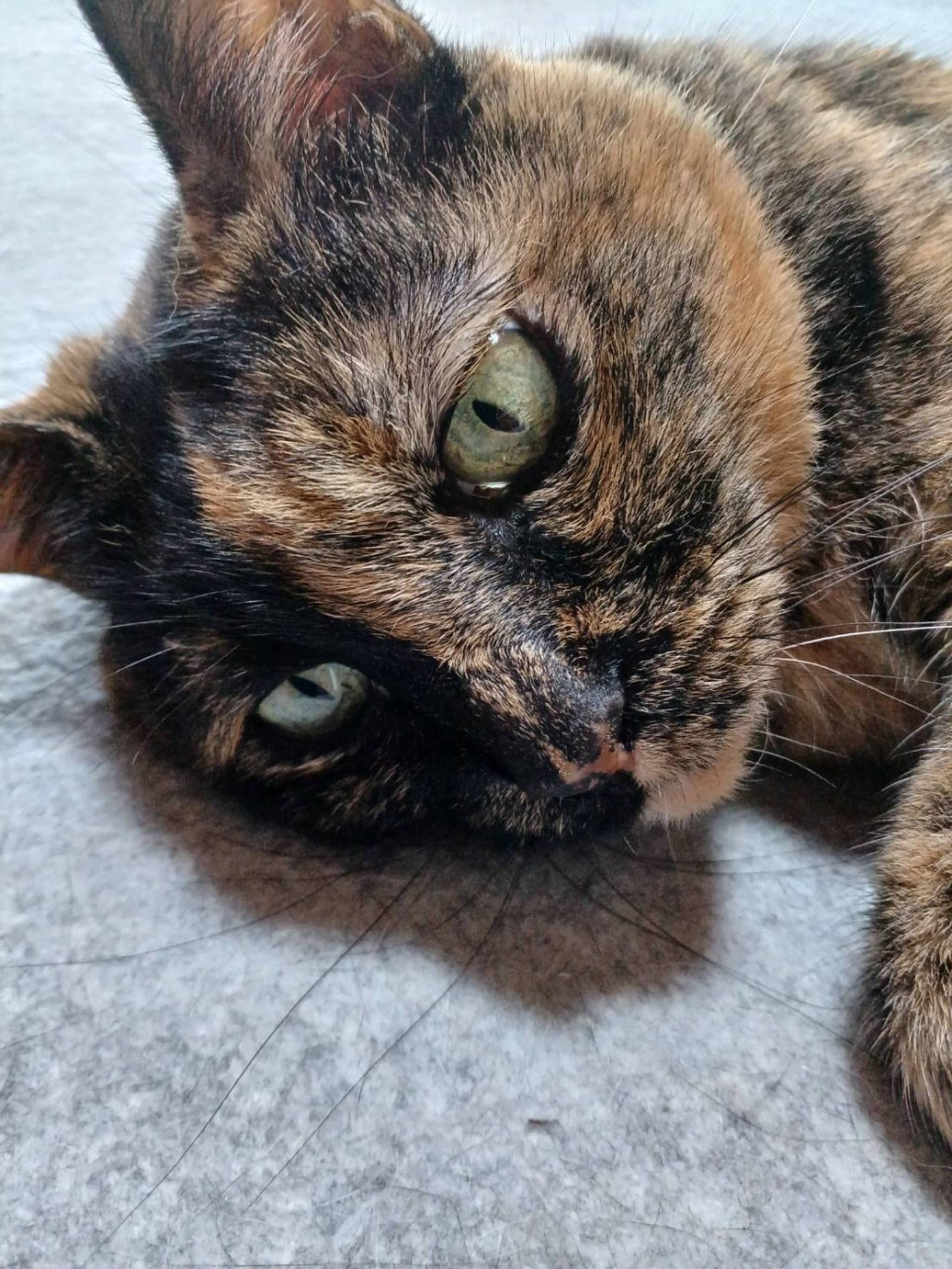 雑種（ミックス猫）・メスの里親募集の写真