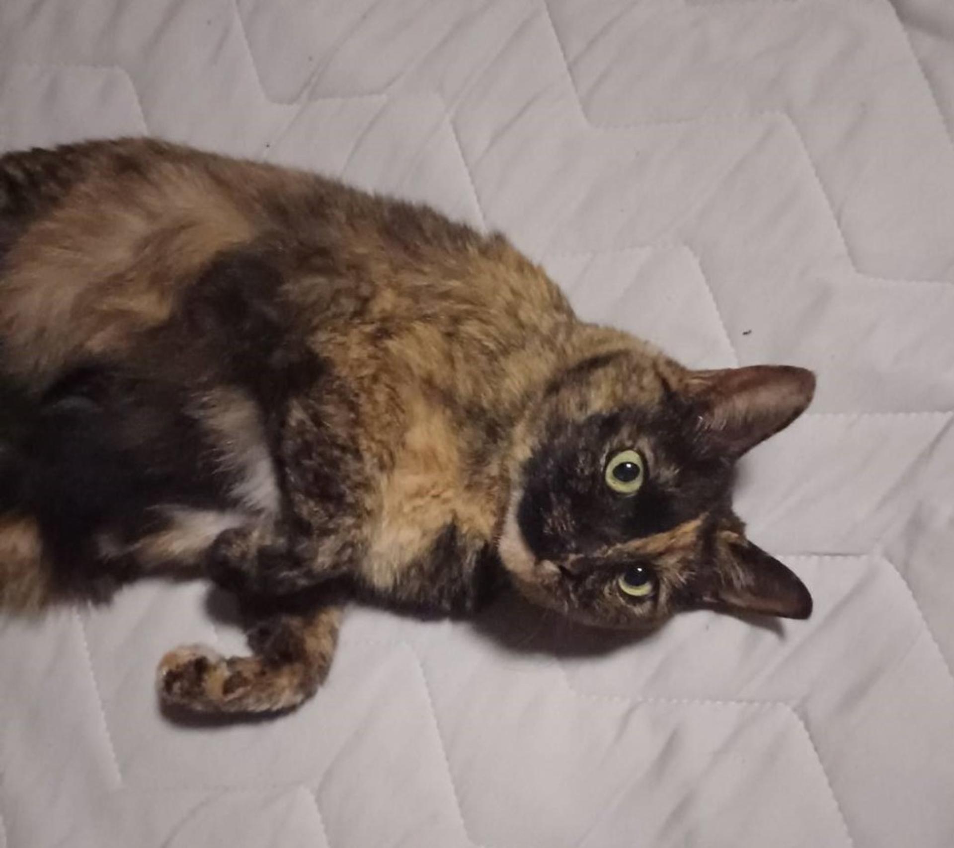 pet-image-2