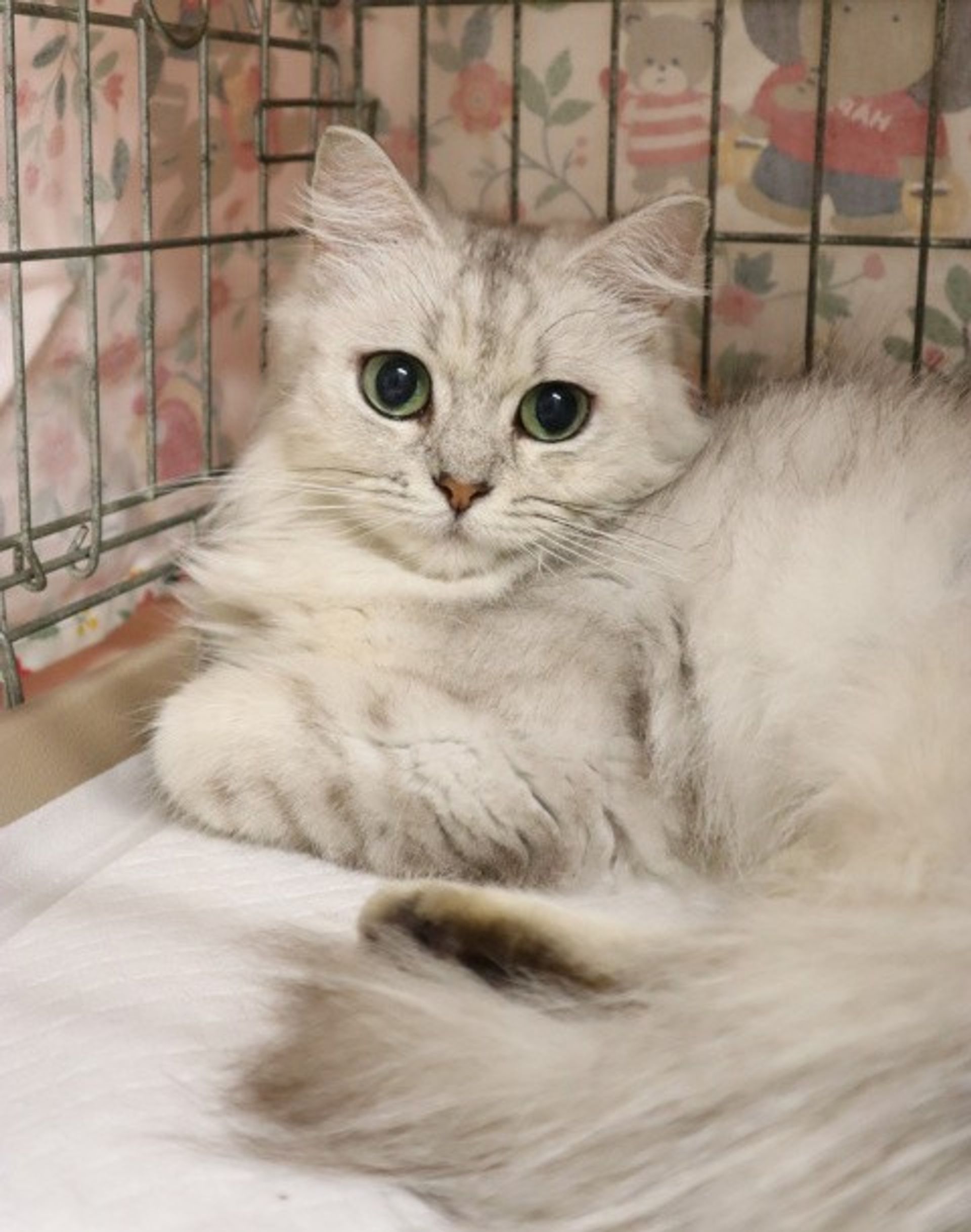 雑種（ミックス猫）・メスの里親募集の写真