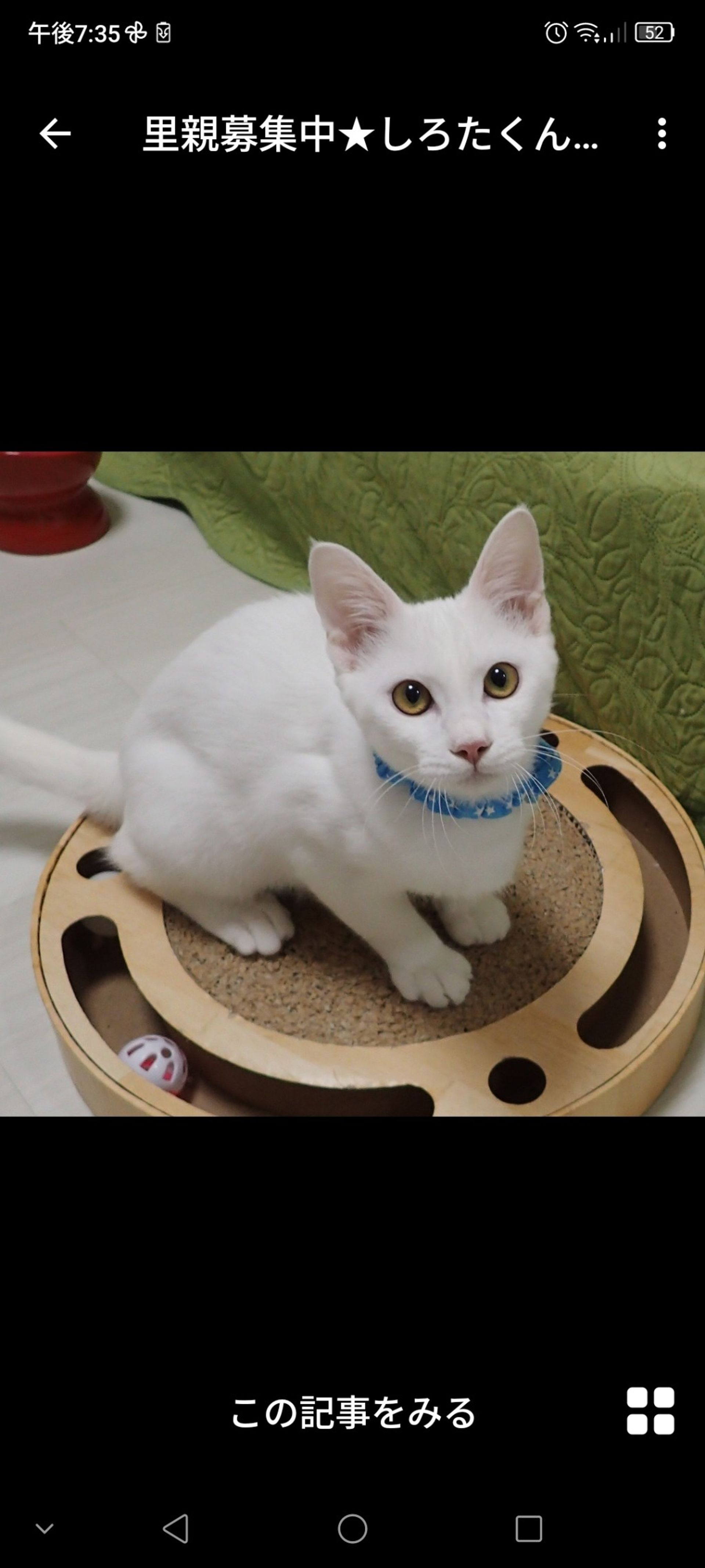 雑種（ミックス猫）・オスの里親募集の写真