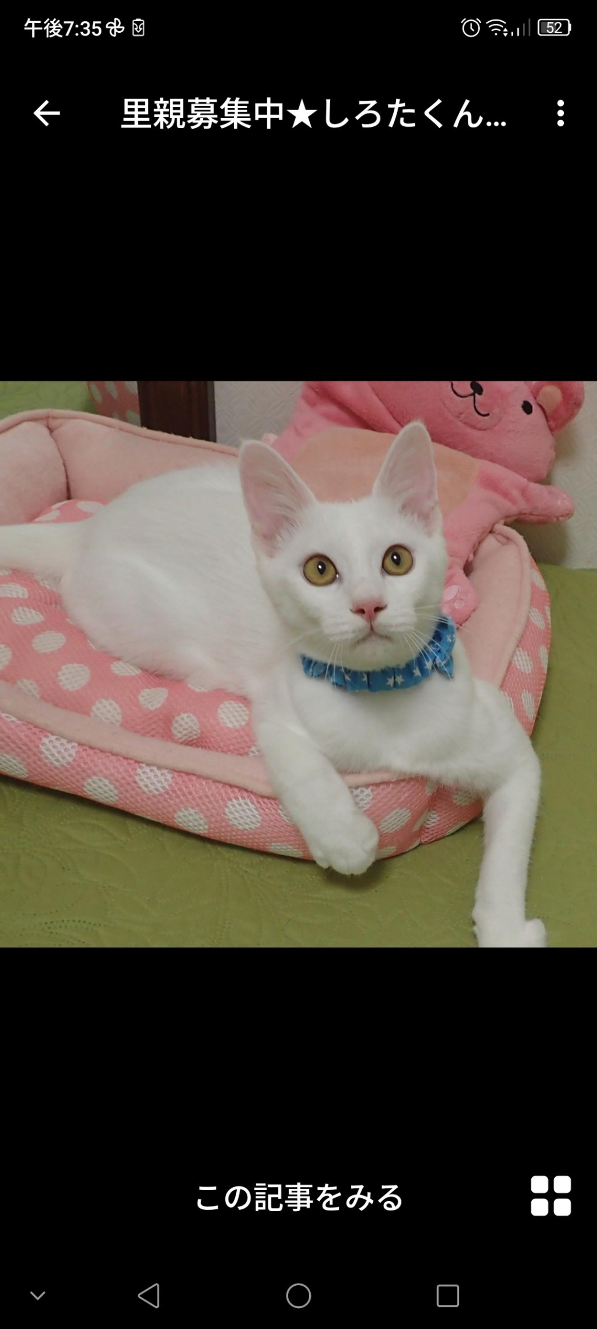 pet-image-2