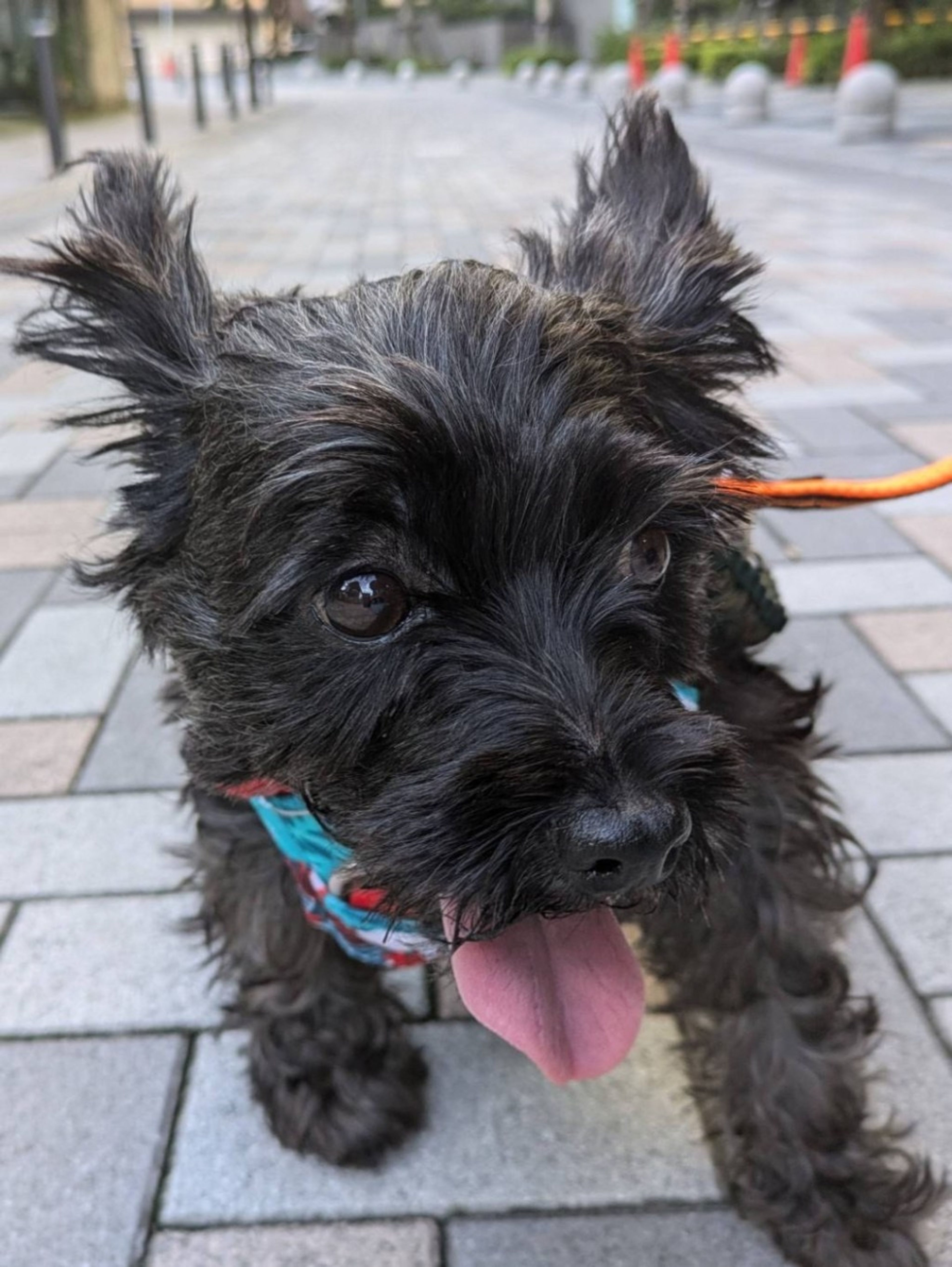 pet-image-4