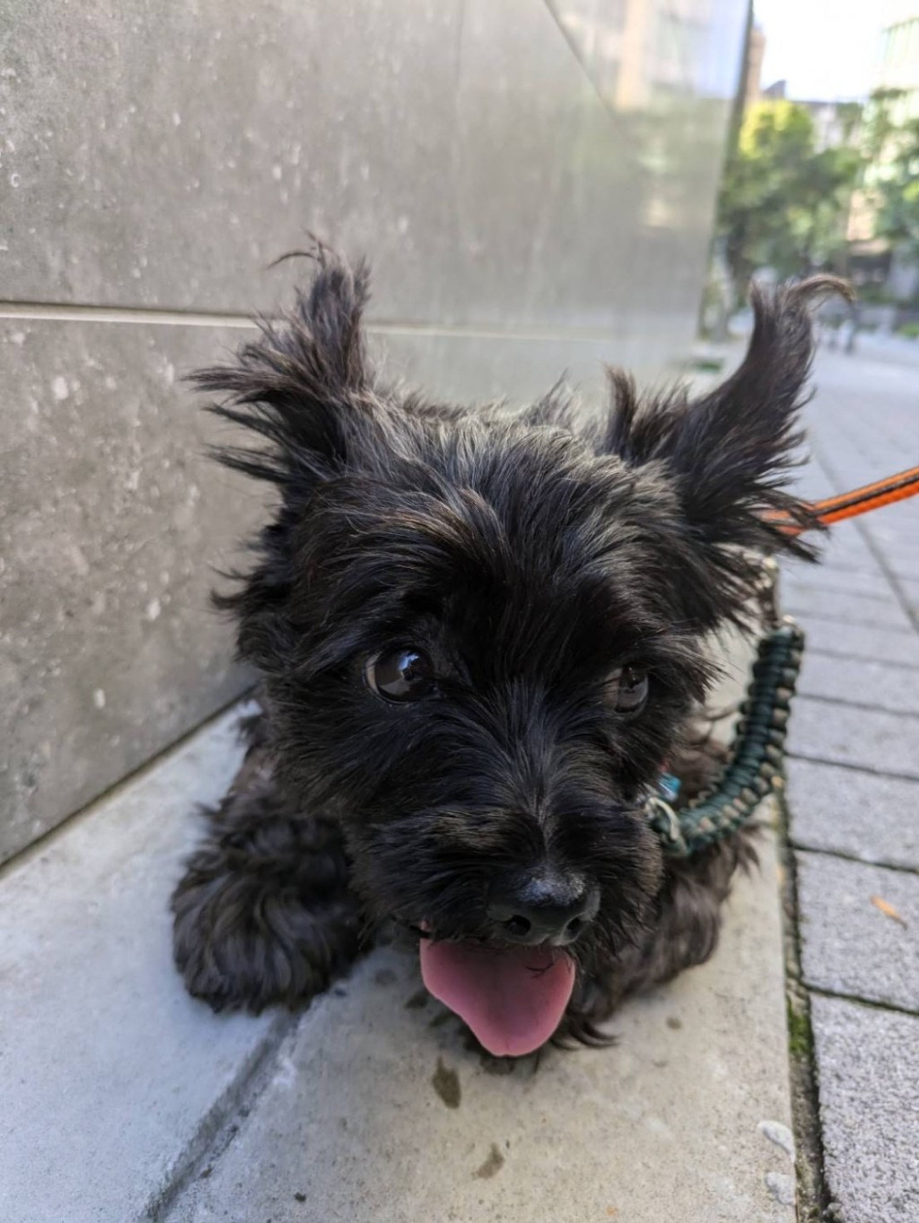 pet-image-6
