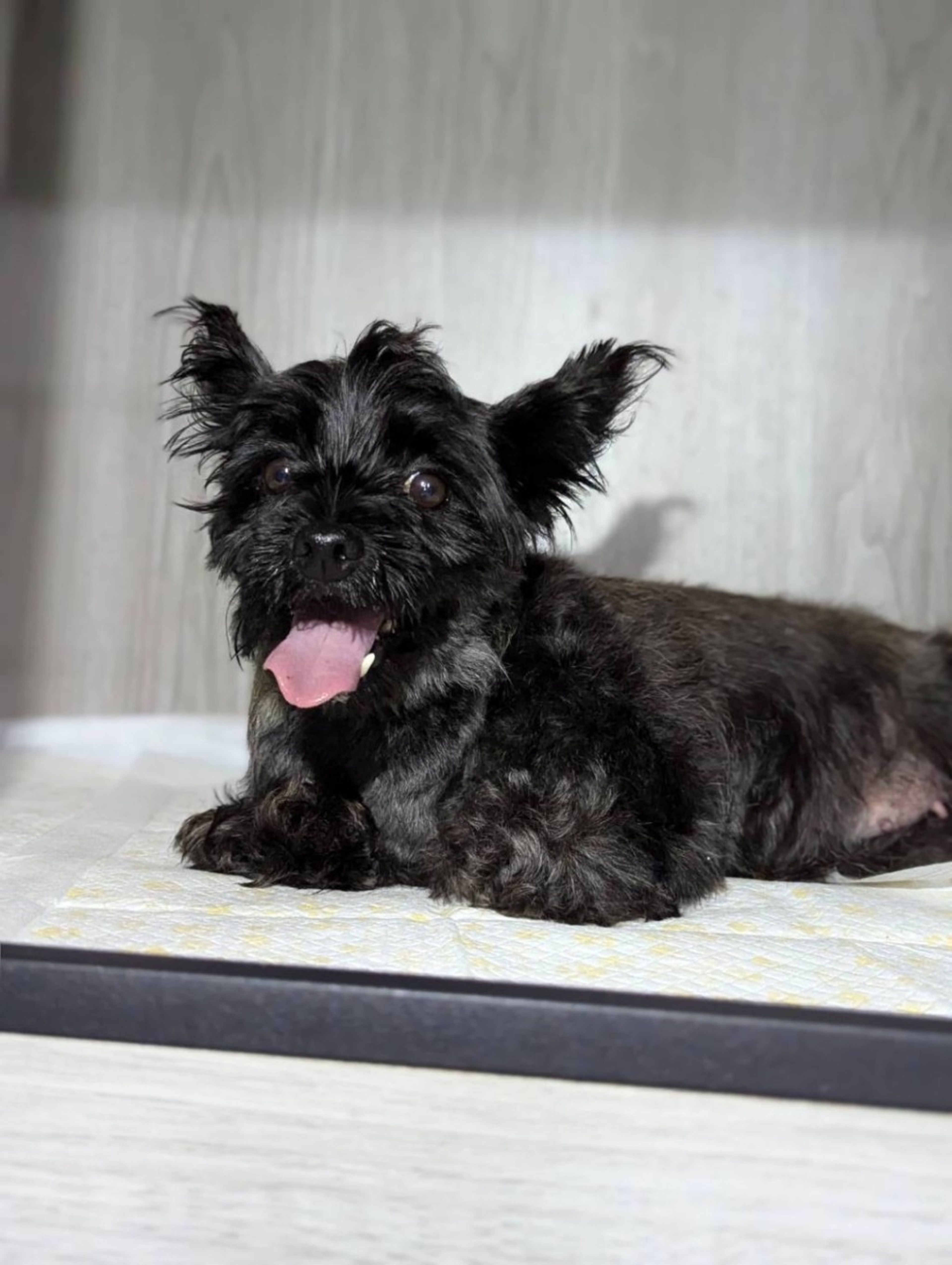 pet-image-2