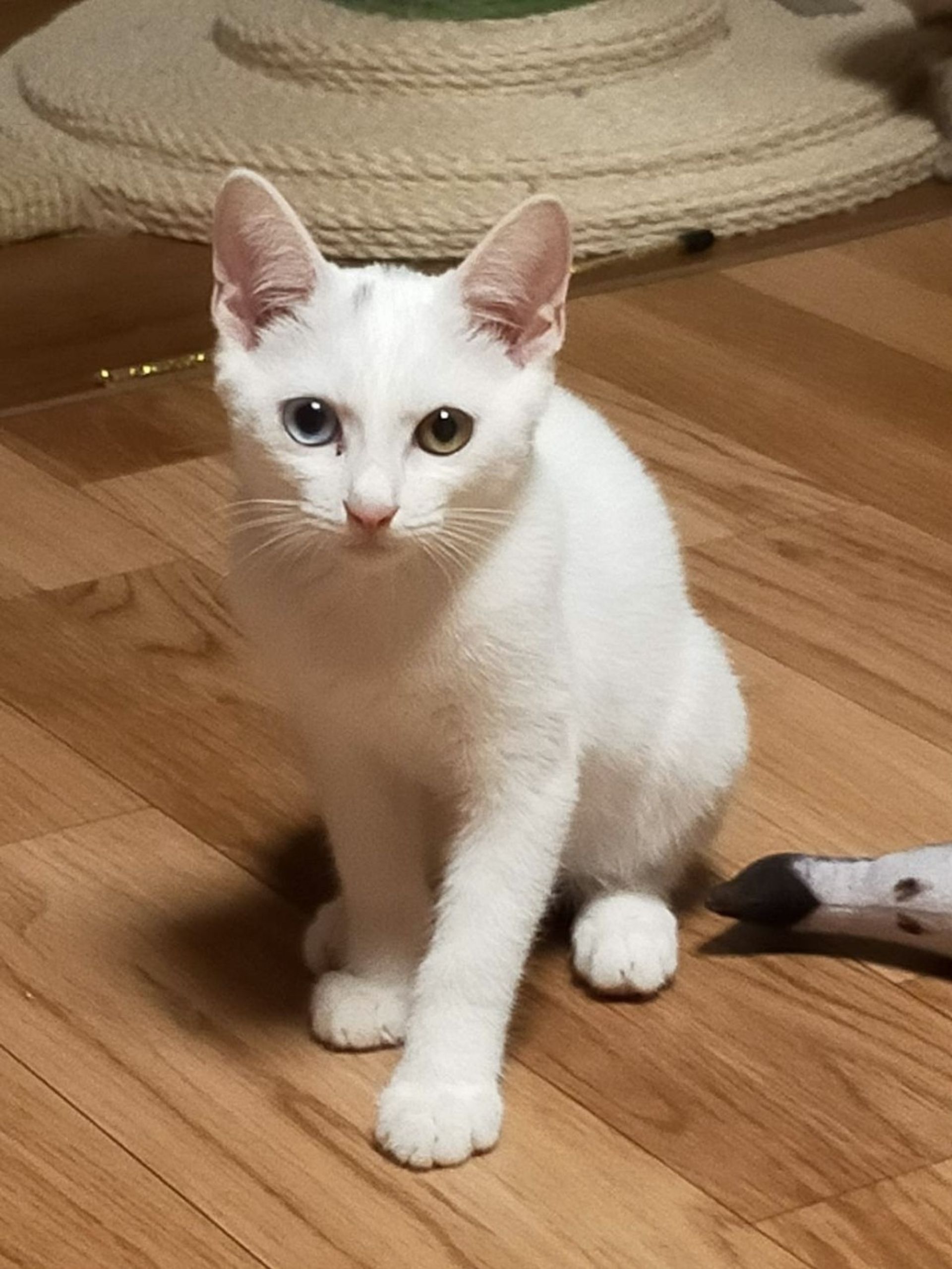 雑種（ミックス猫）・オスの里親募集の写真