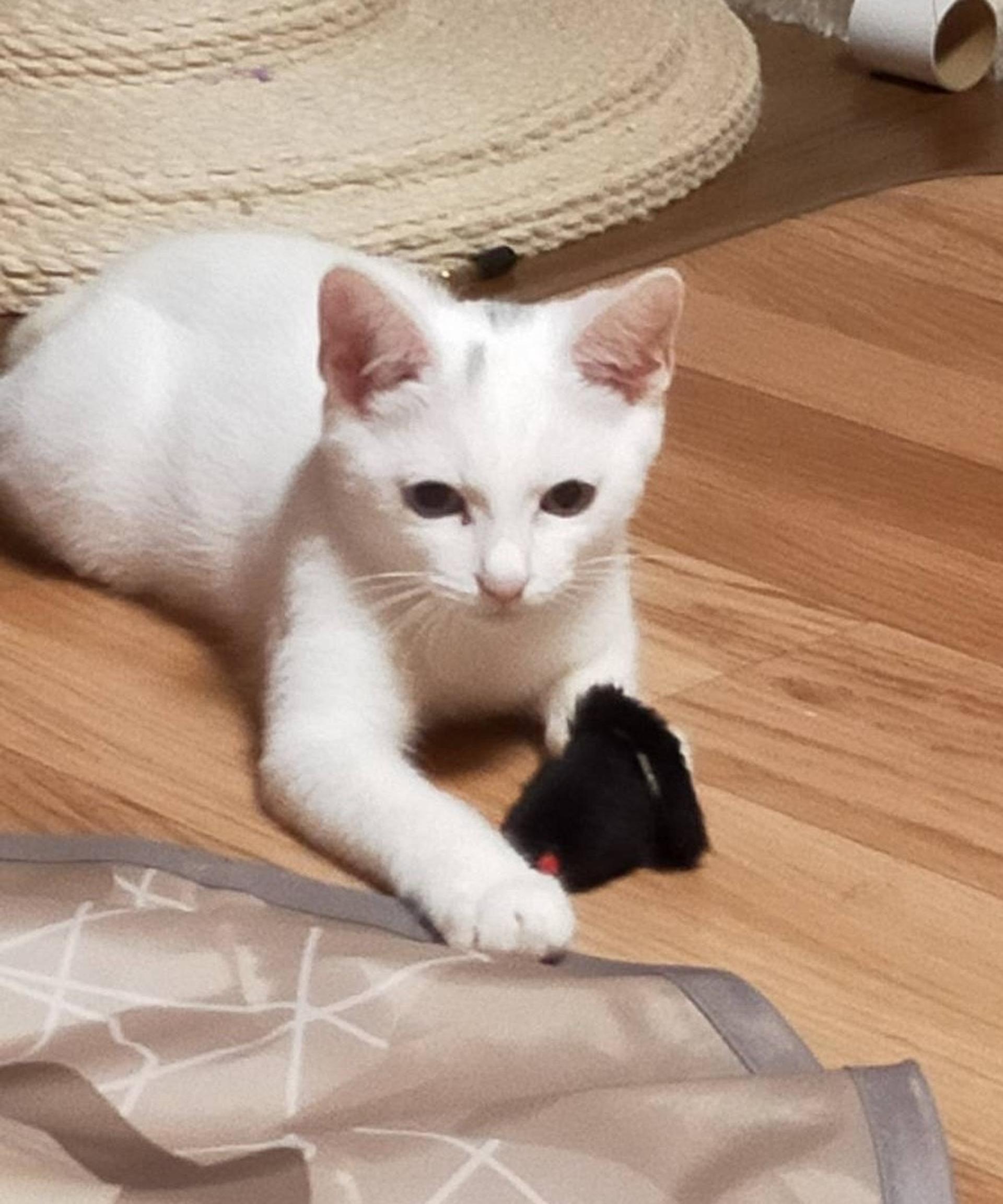 pet-image-2