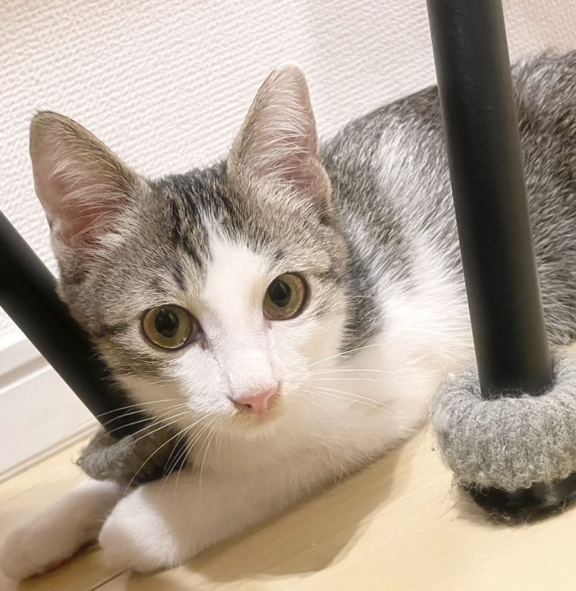 雑種（ミックス猫）・オスの里親募集の写真