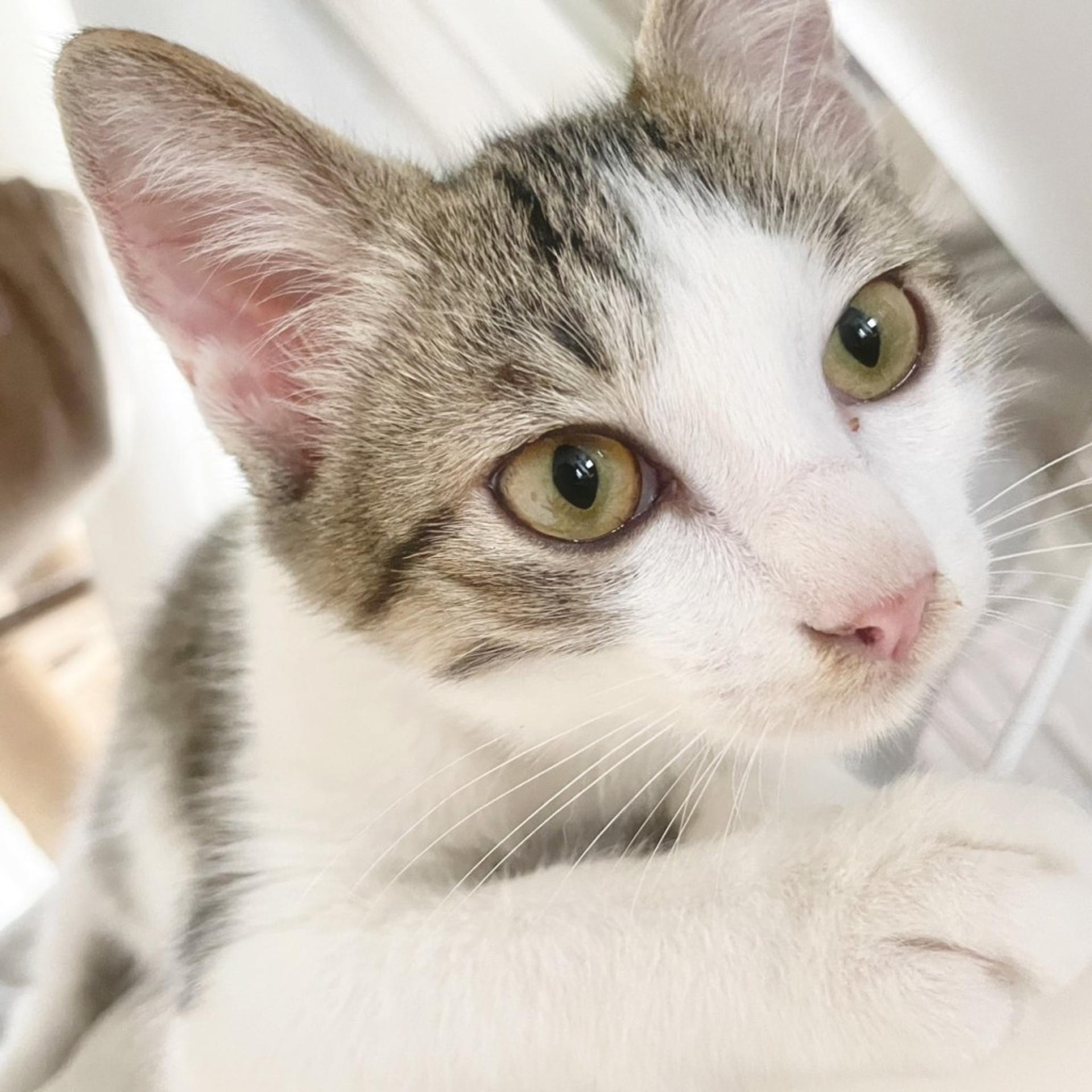 pet-image-2