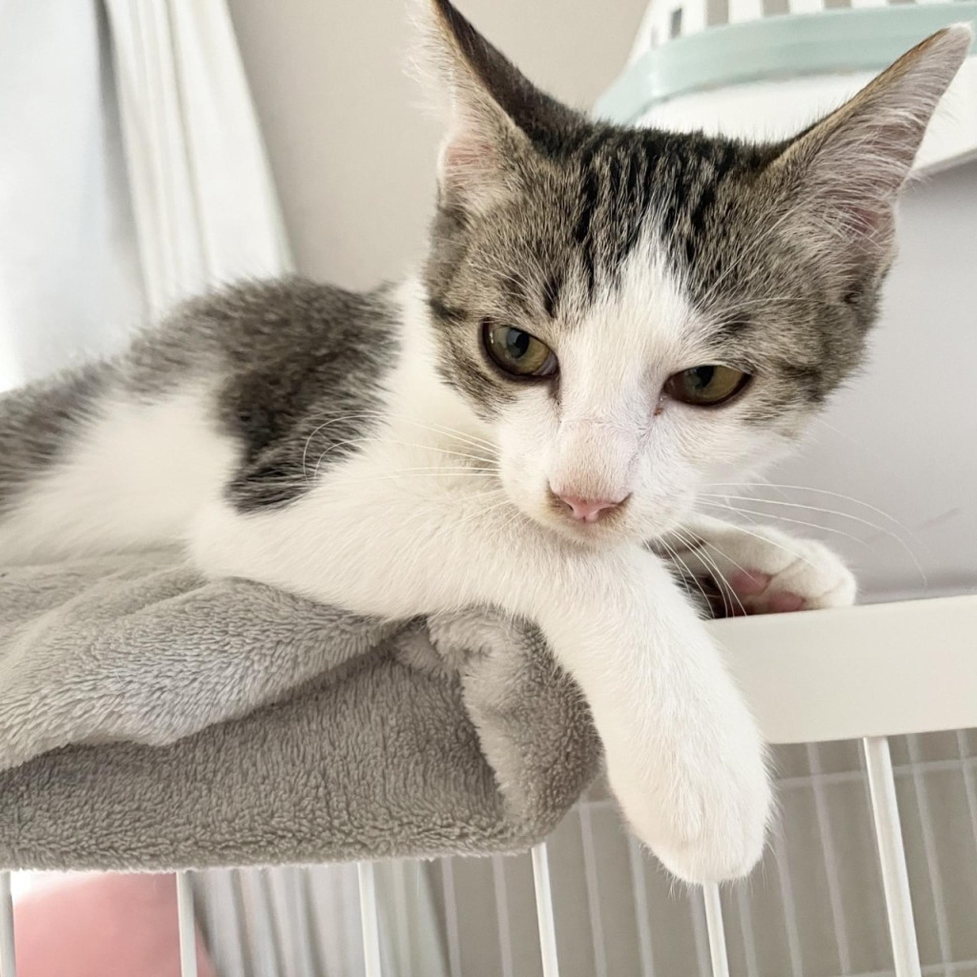 pet-image-8