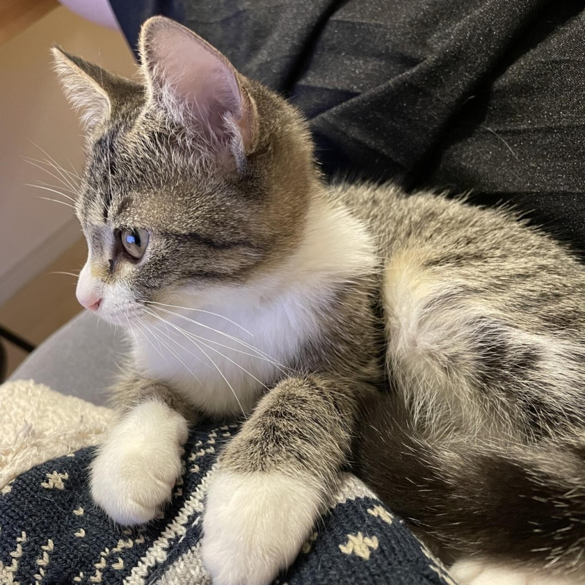 pet-image-7