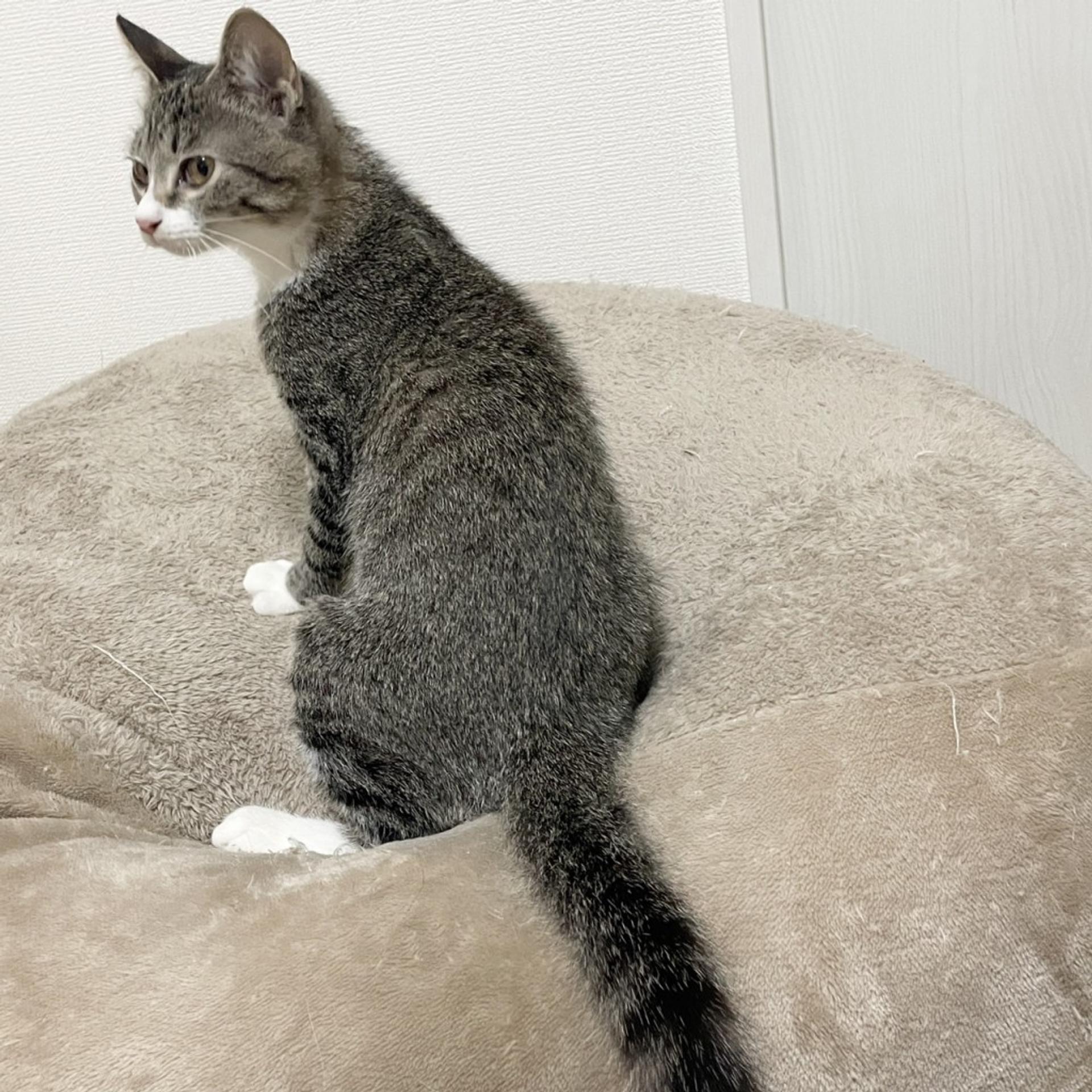 pet-image-8