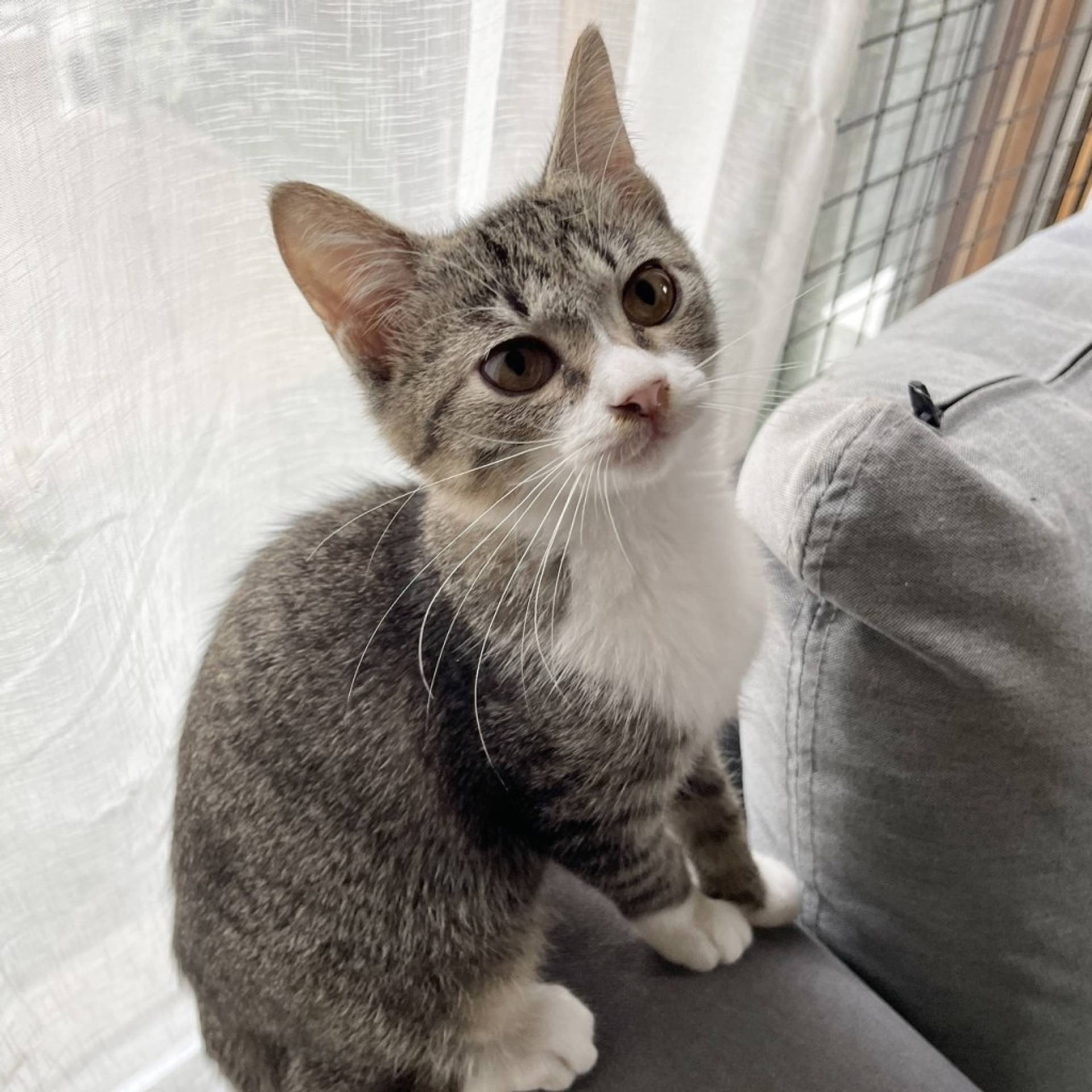 雑種（ミックス猫）・メスの里親募集の写真