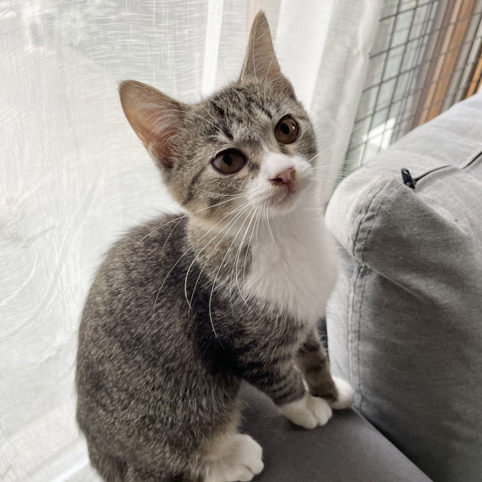 雑種（ミックス猫）・メスの里親募集の写真