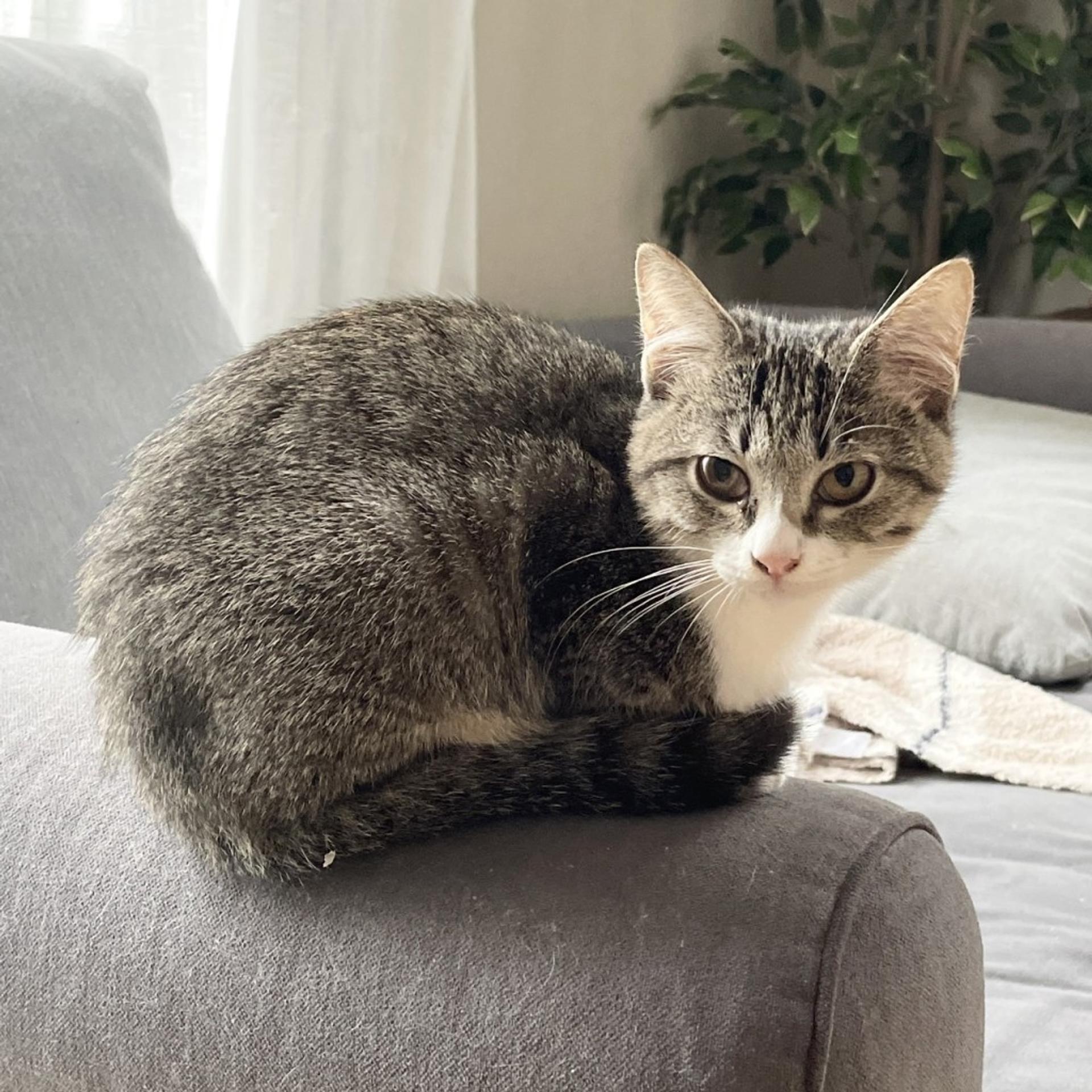 pet-image-2