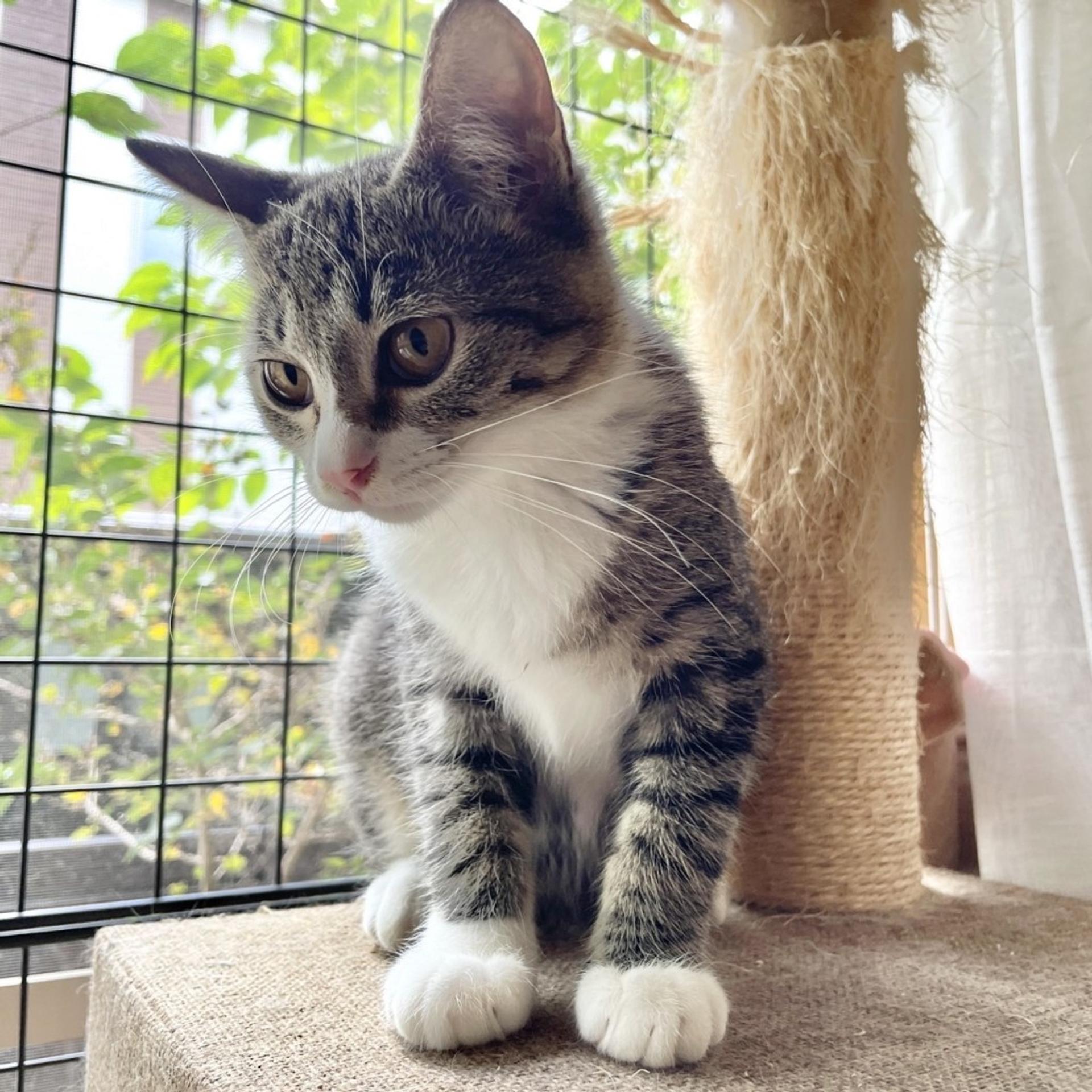 pet-image-3