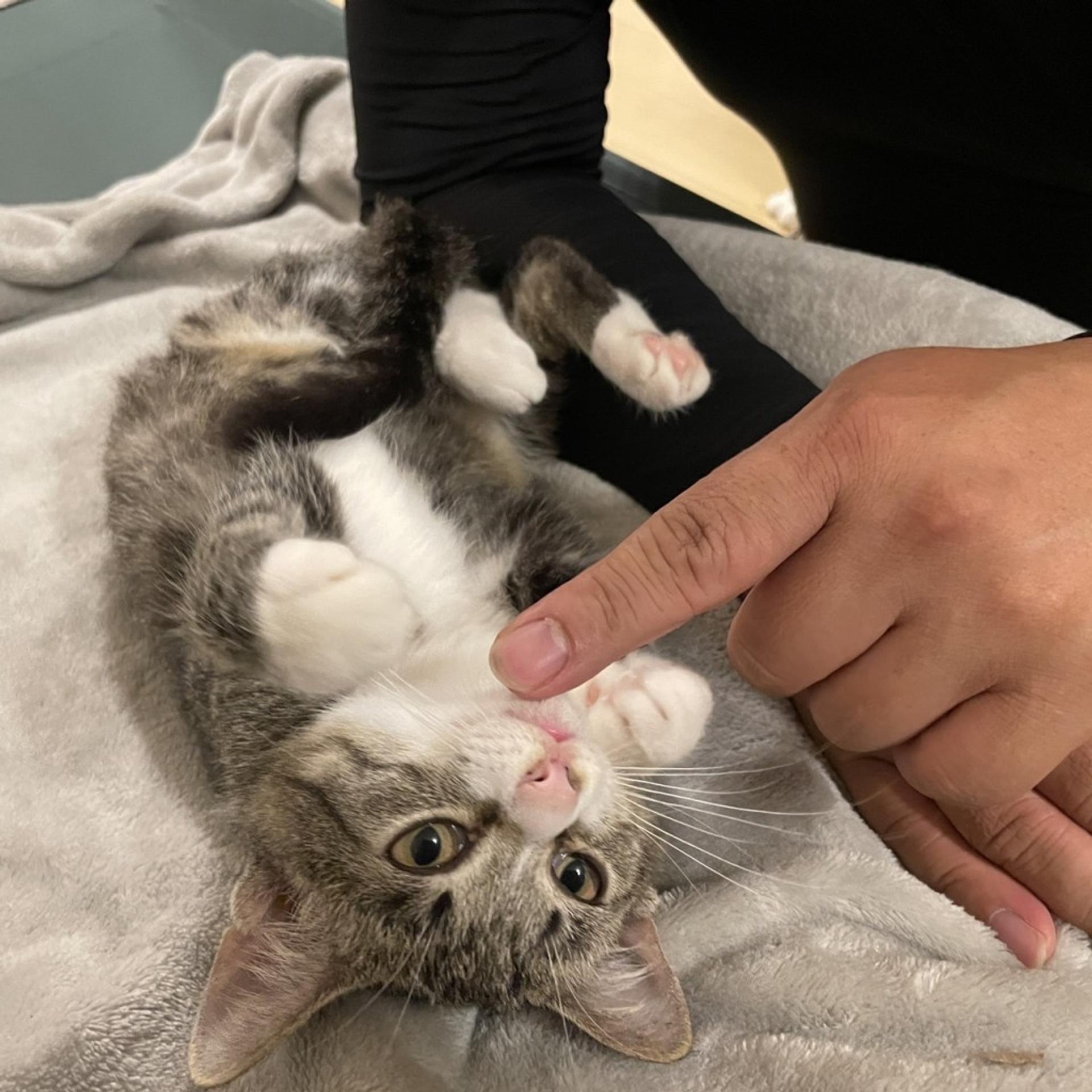 pet-image-5