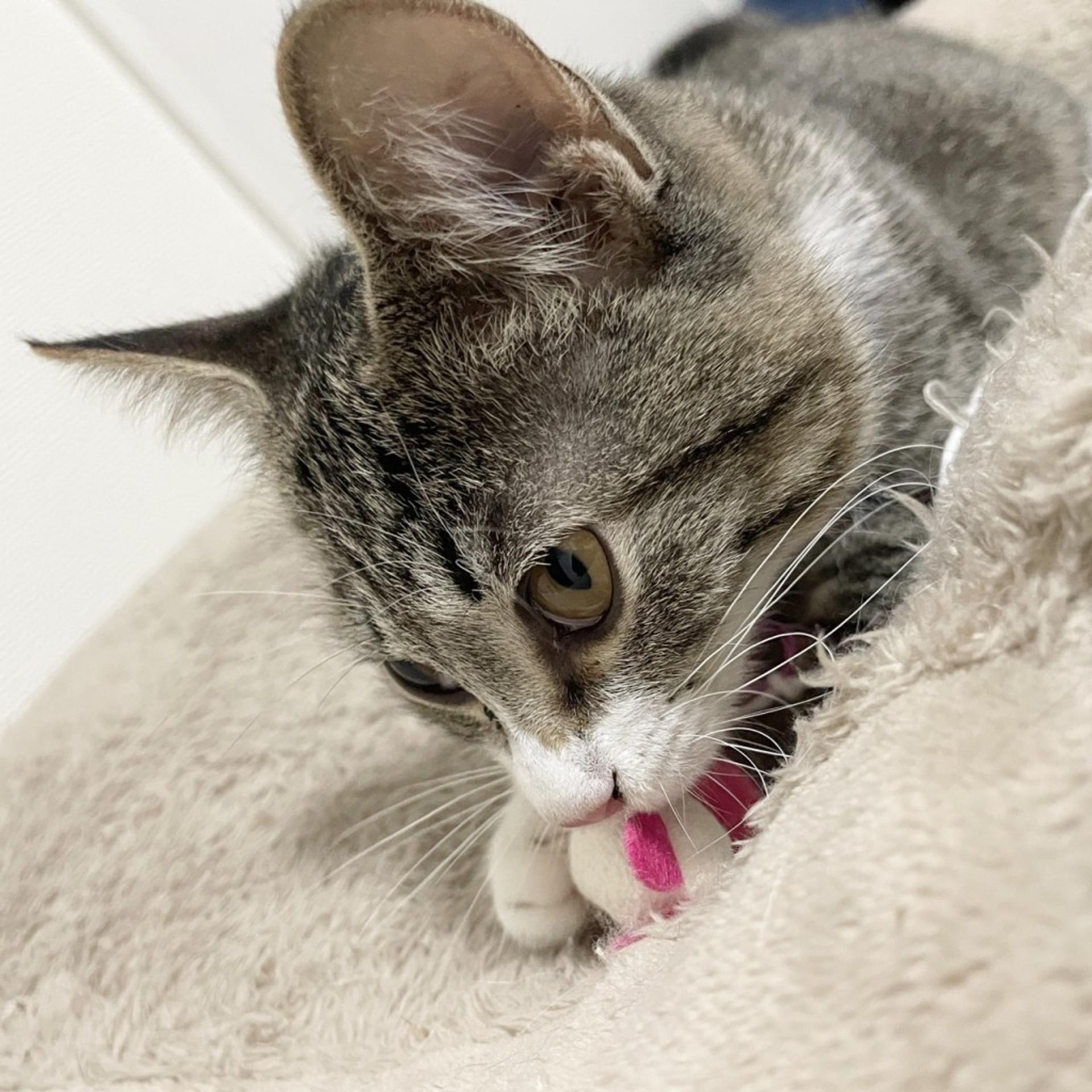 pet-image-6