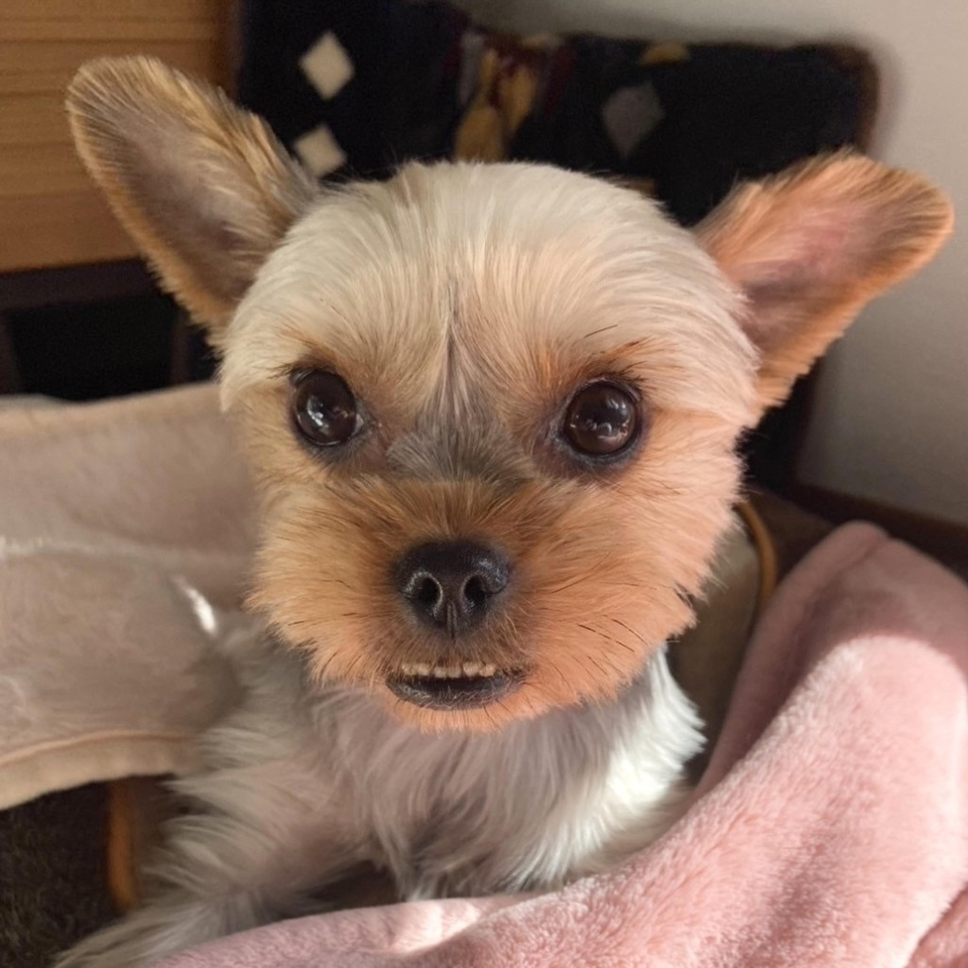 pet-image-7