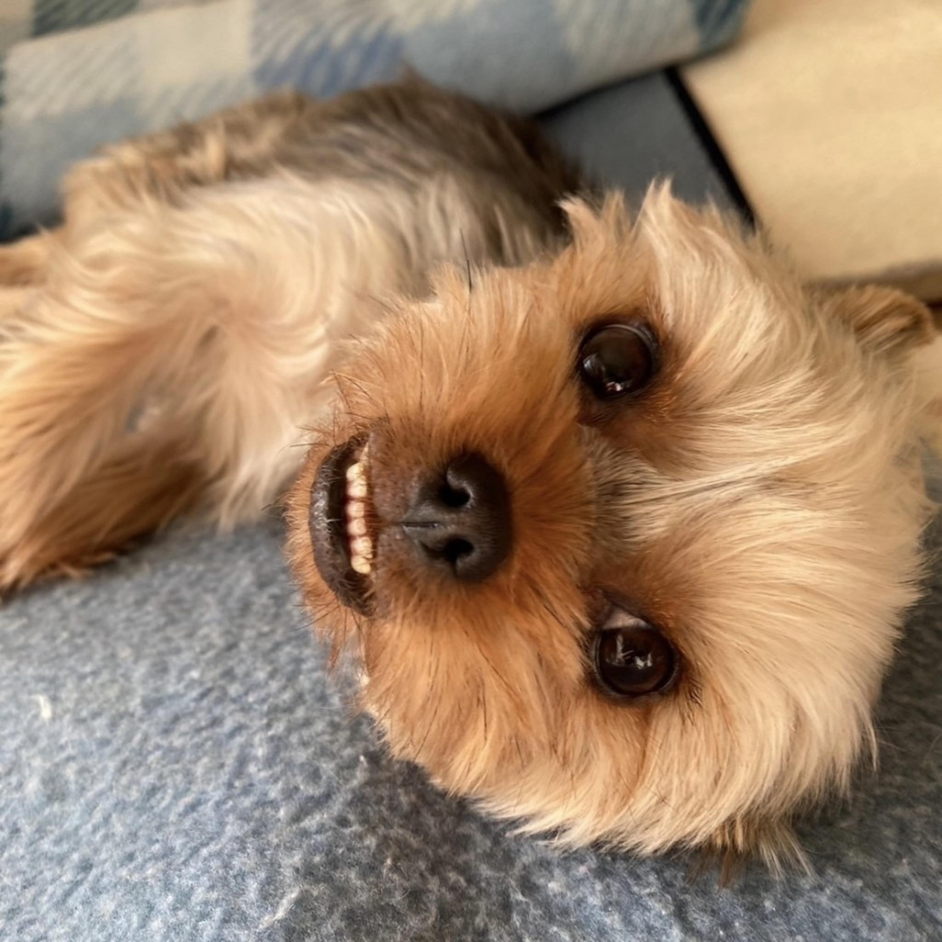 pet-image-8