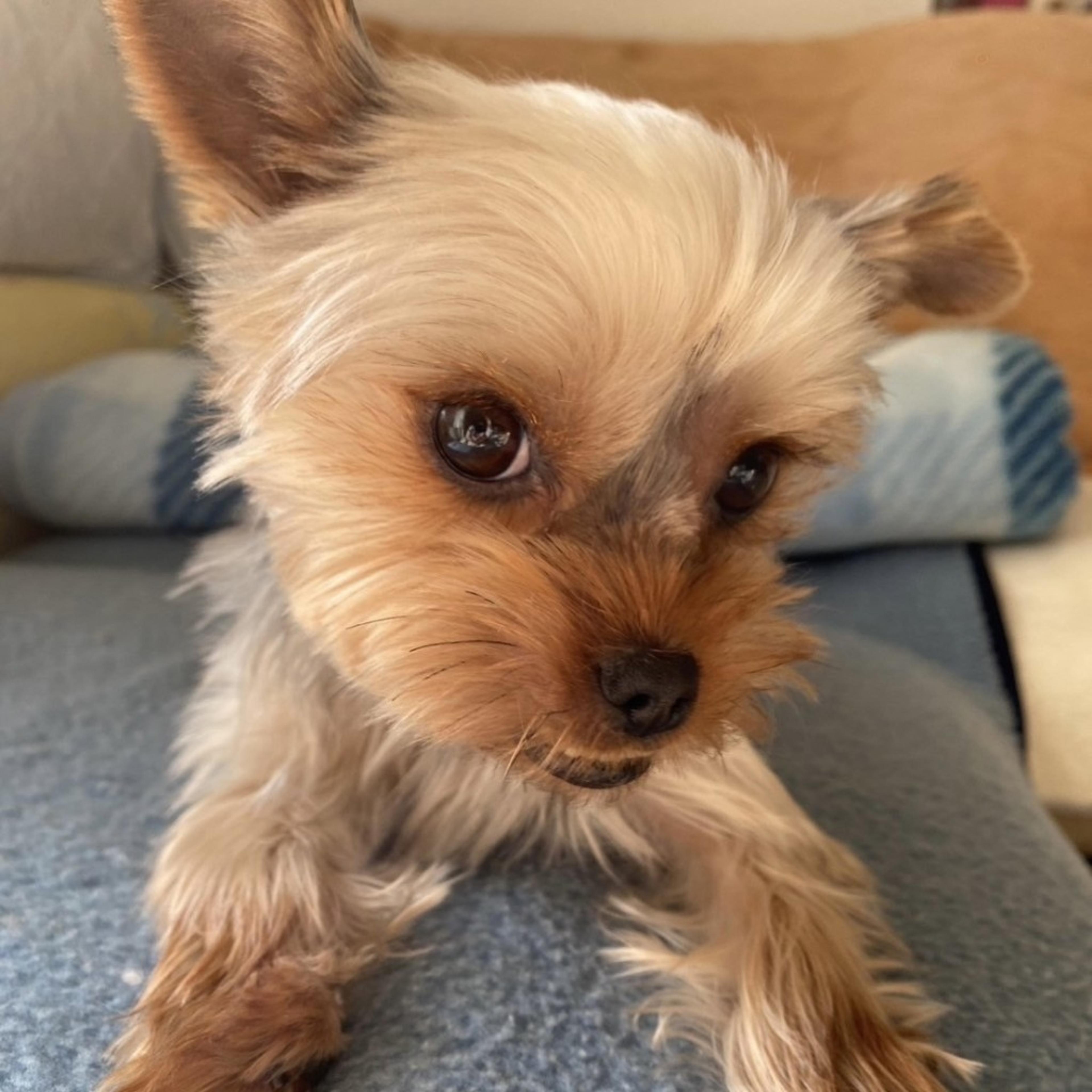 pet-image-3