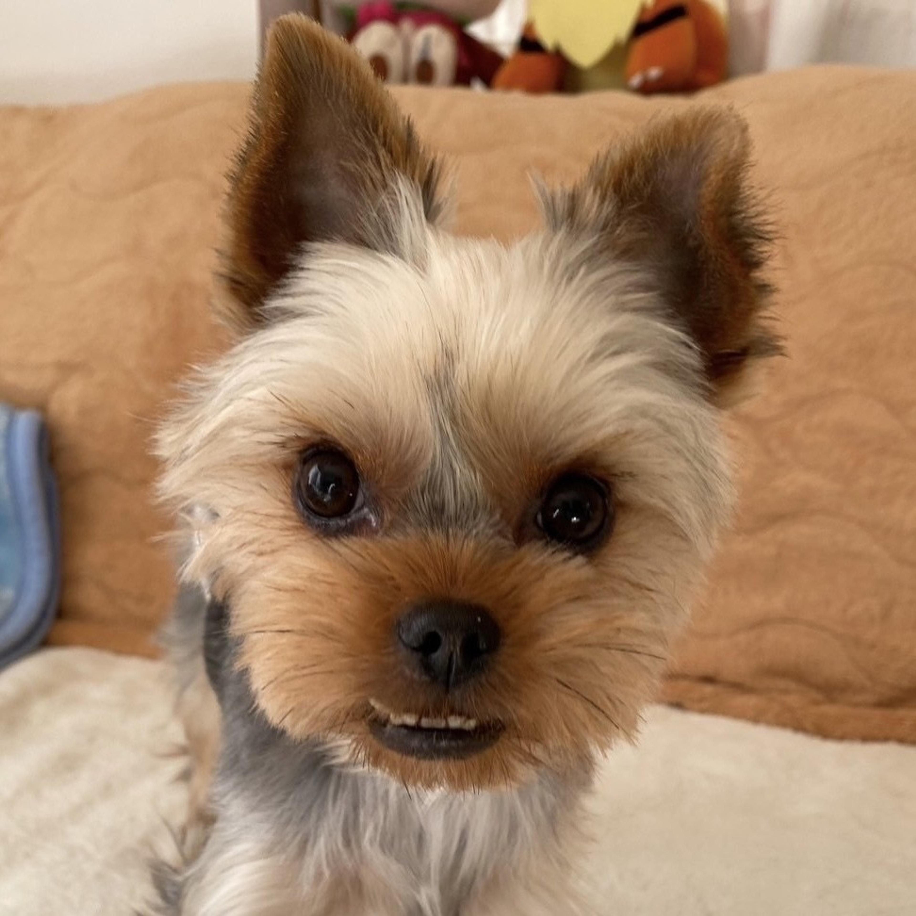 pet-image-4