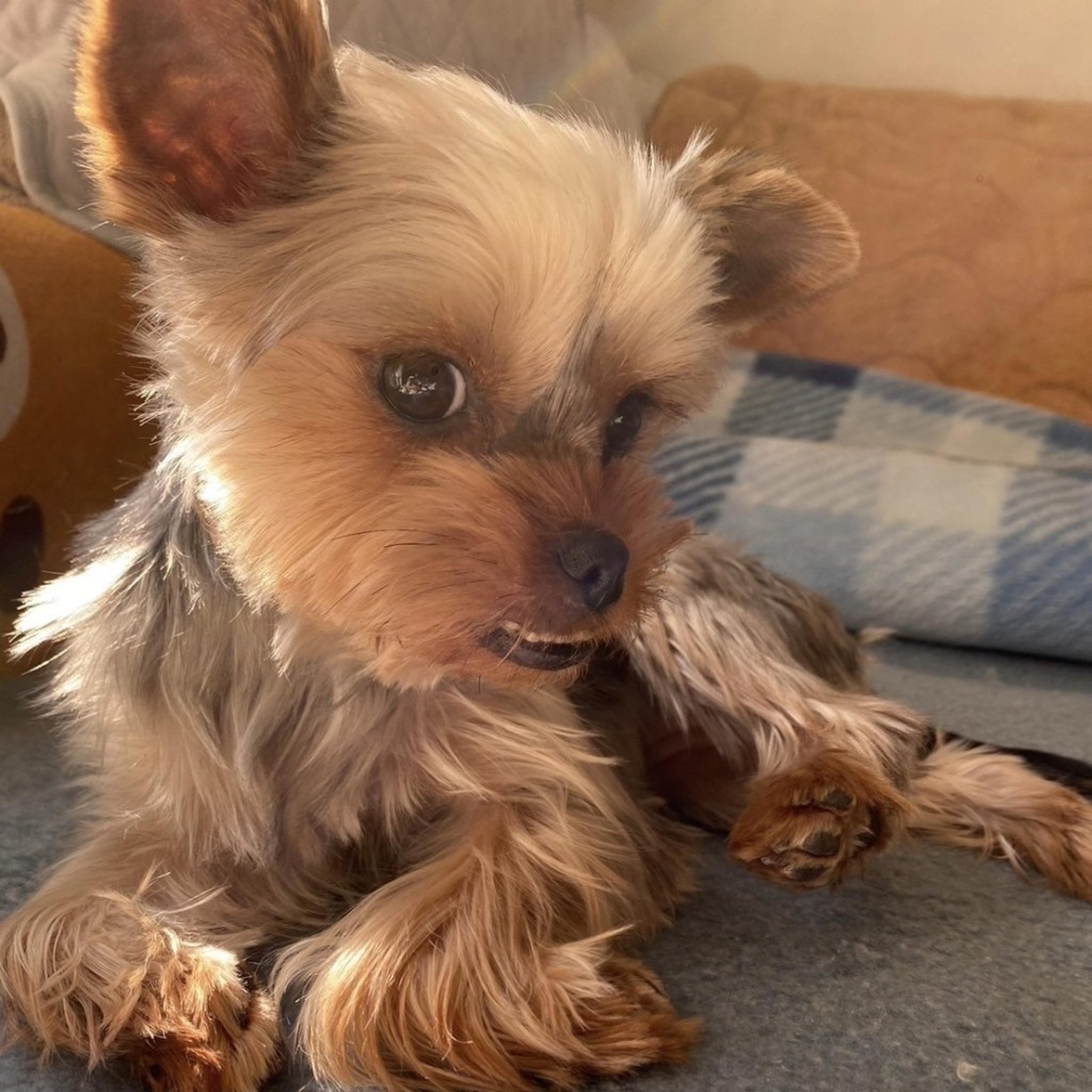 pet-image-5