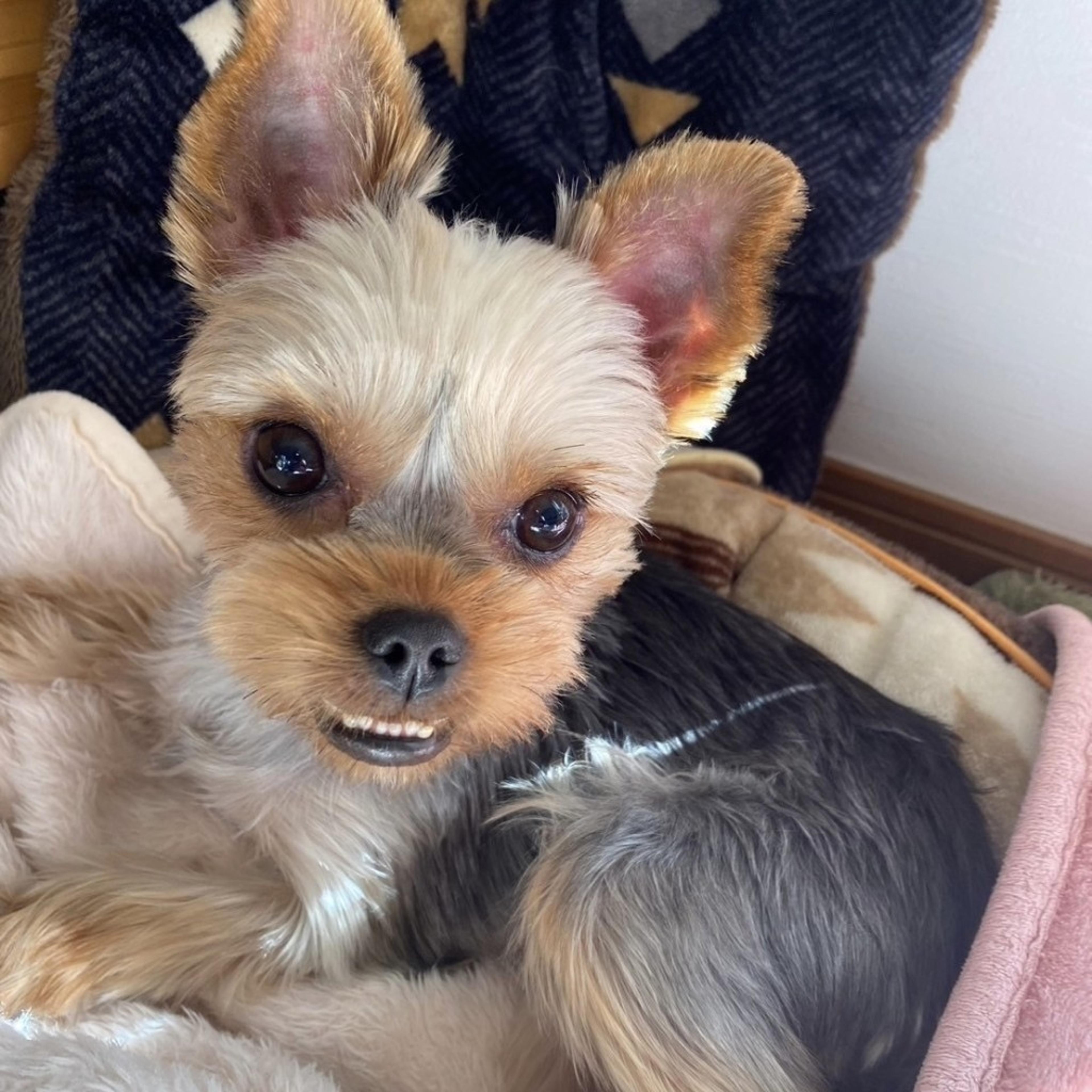 pet-image-6