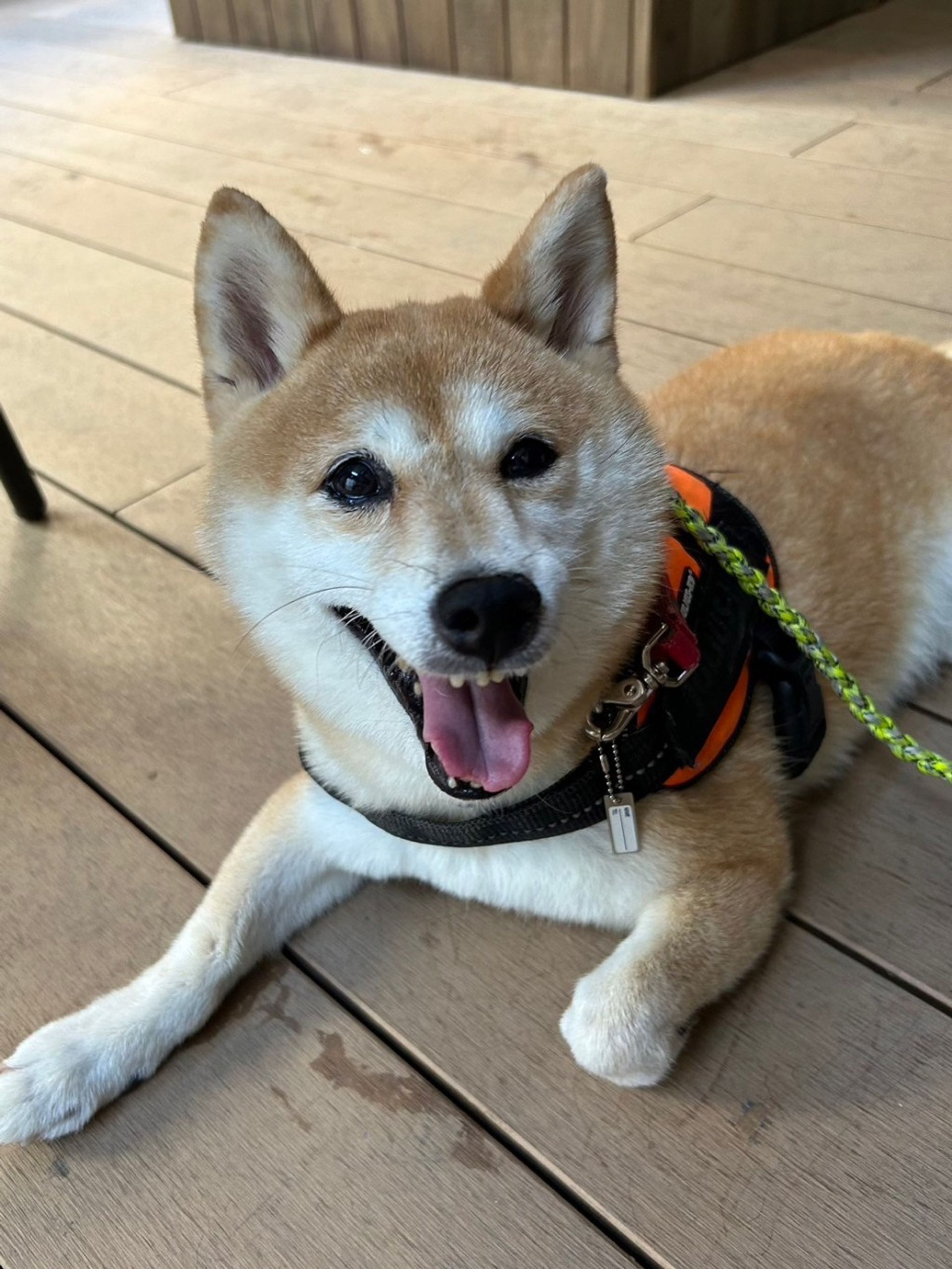 柴犬・メスの里親募集の写真