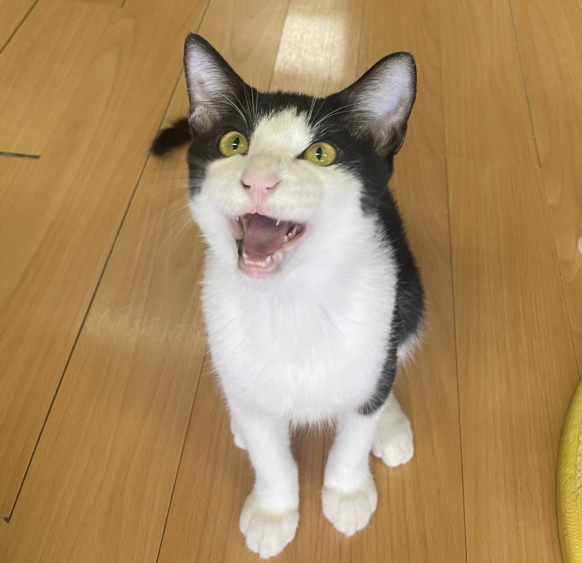 雑種（ミックス猫）・オスの里親募集の写真
