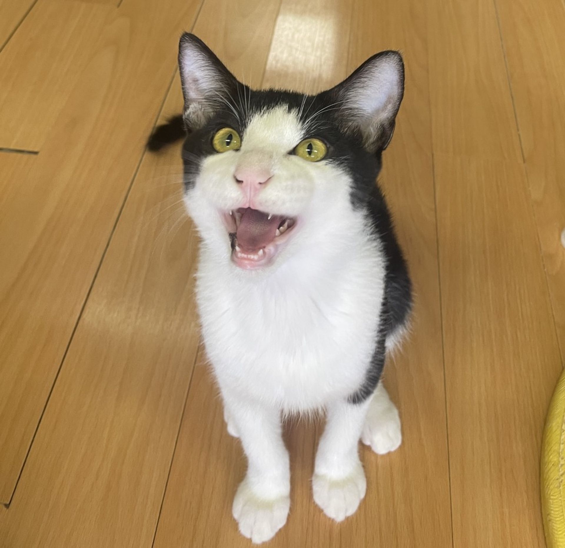 雑種（ミックス猫）・オスの里親募集の写真