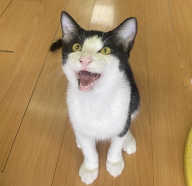 まにの写真