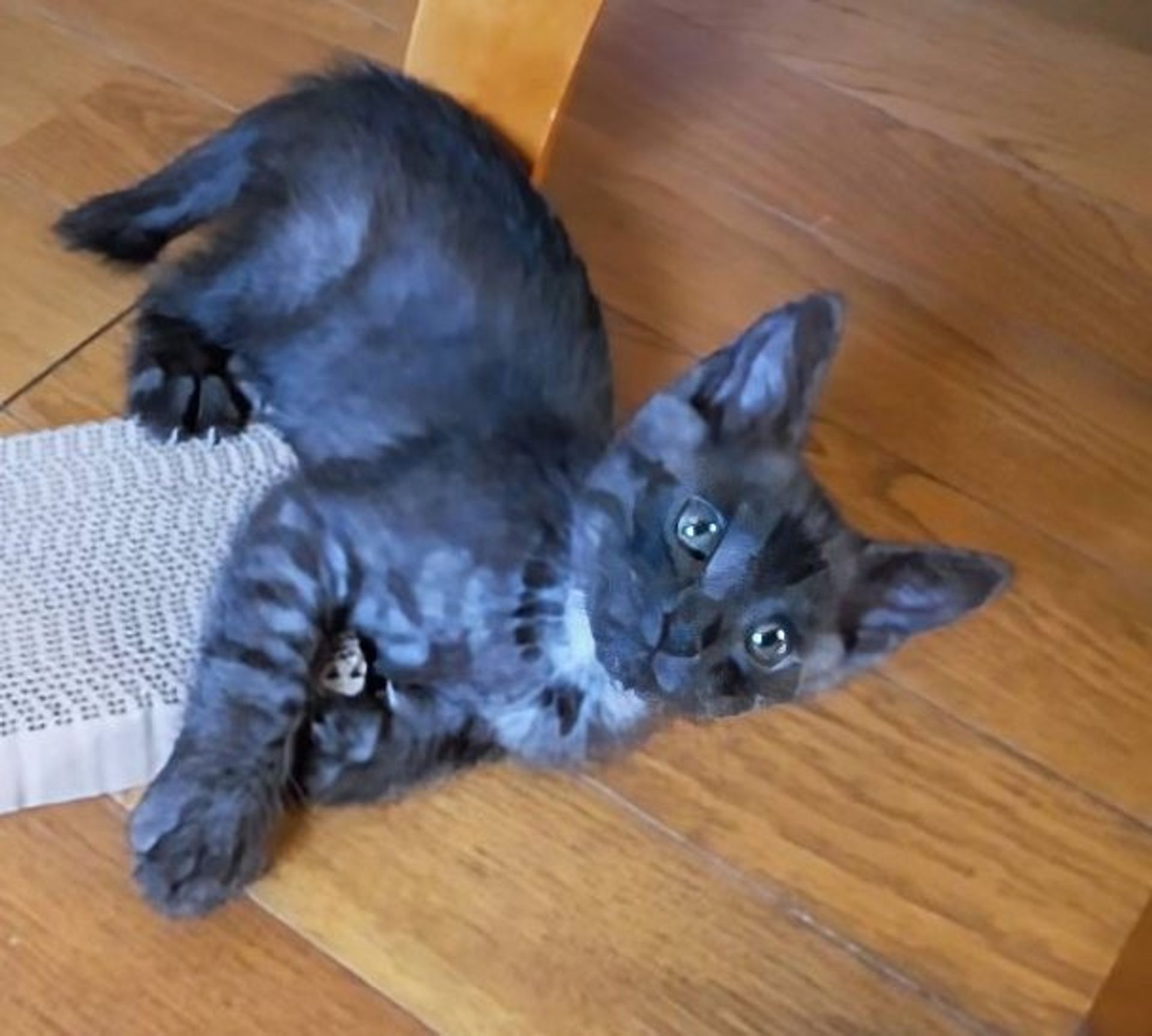 雑種（ミックス猫）・オスの里親募集の写真