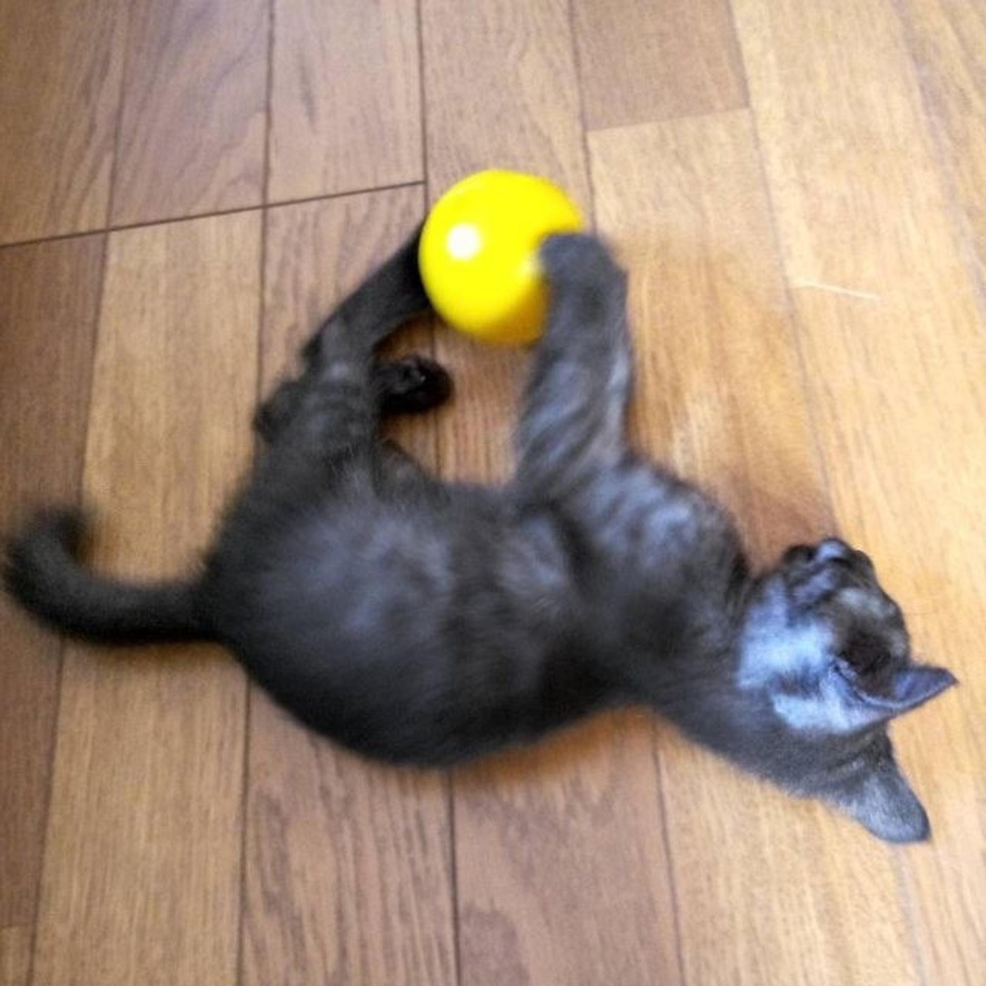 pet-image-2