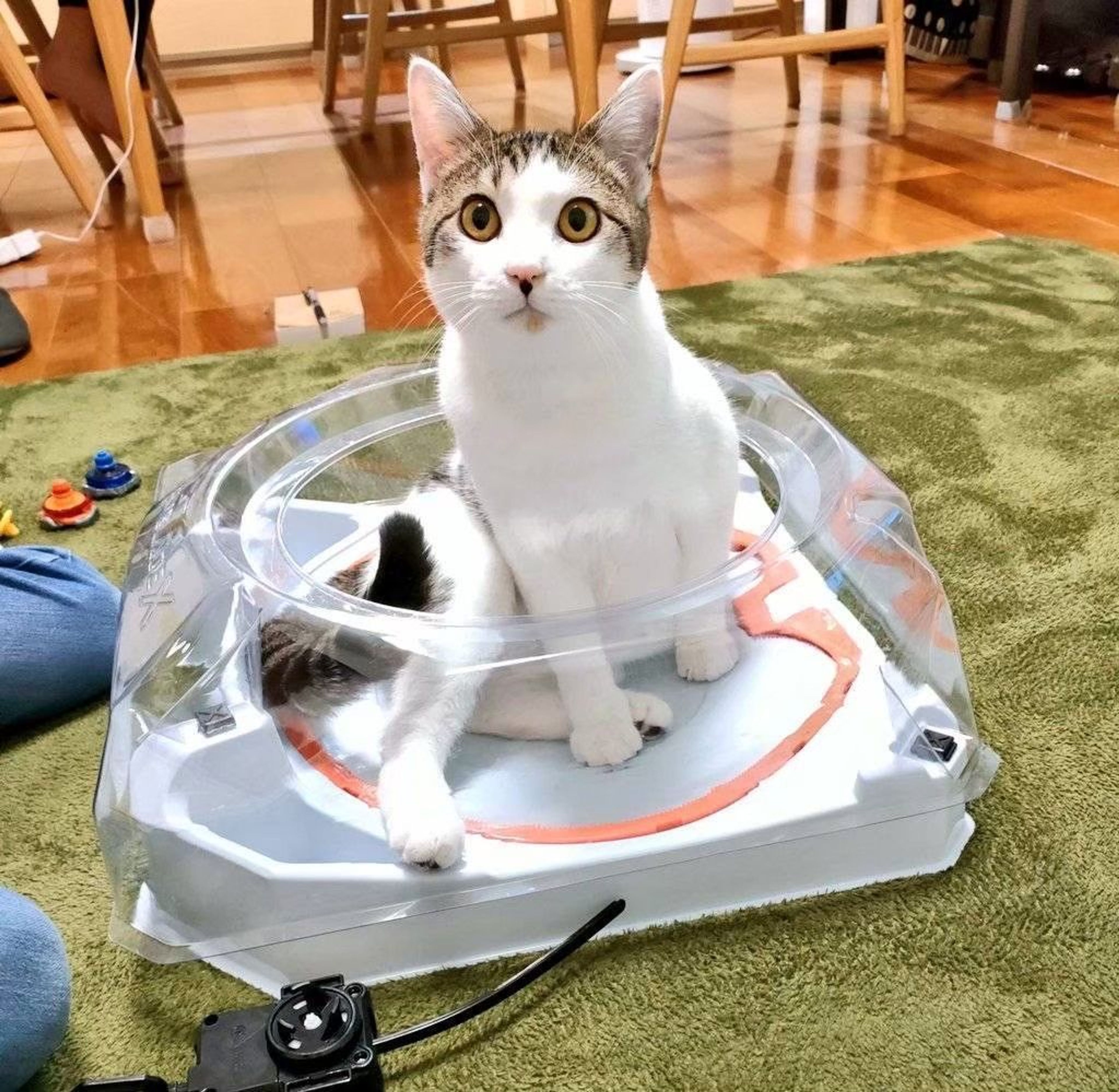 雑種（ミックス猫）・オスの里親募集の写真