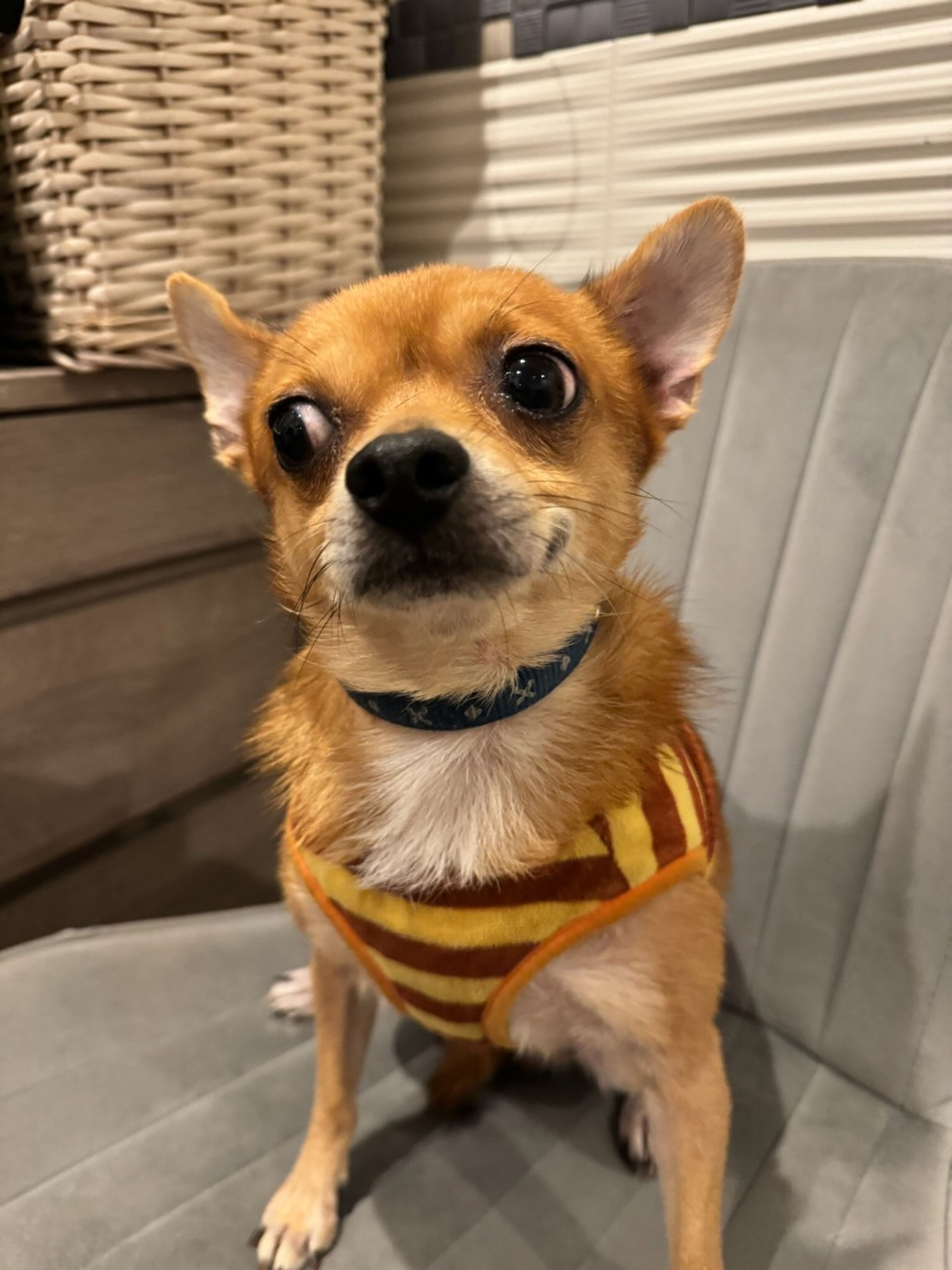pet-image-2