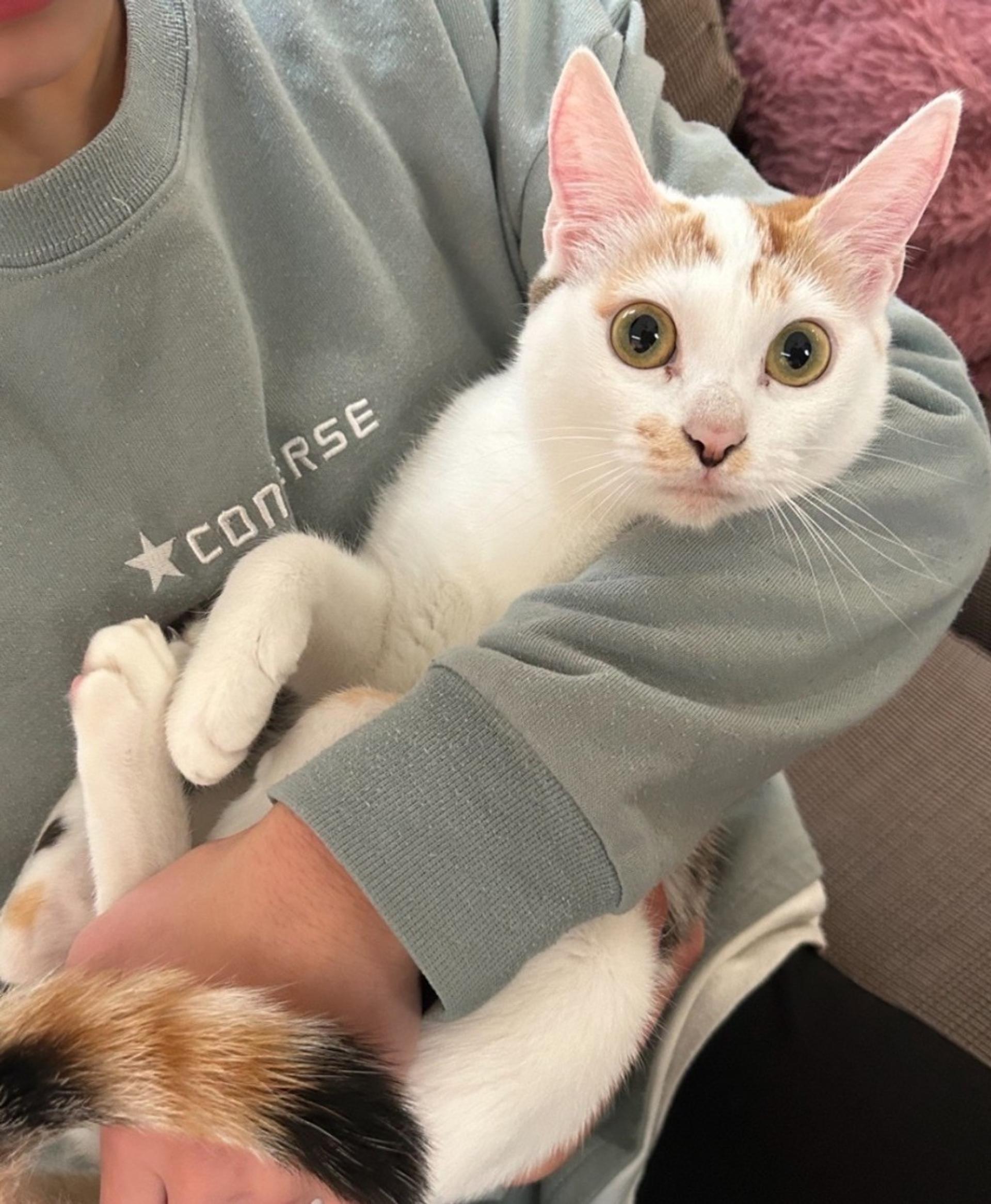pet-image-3