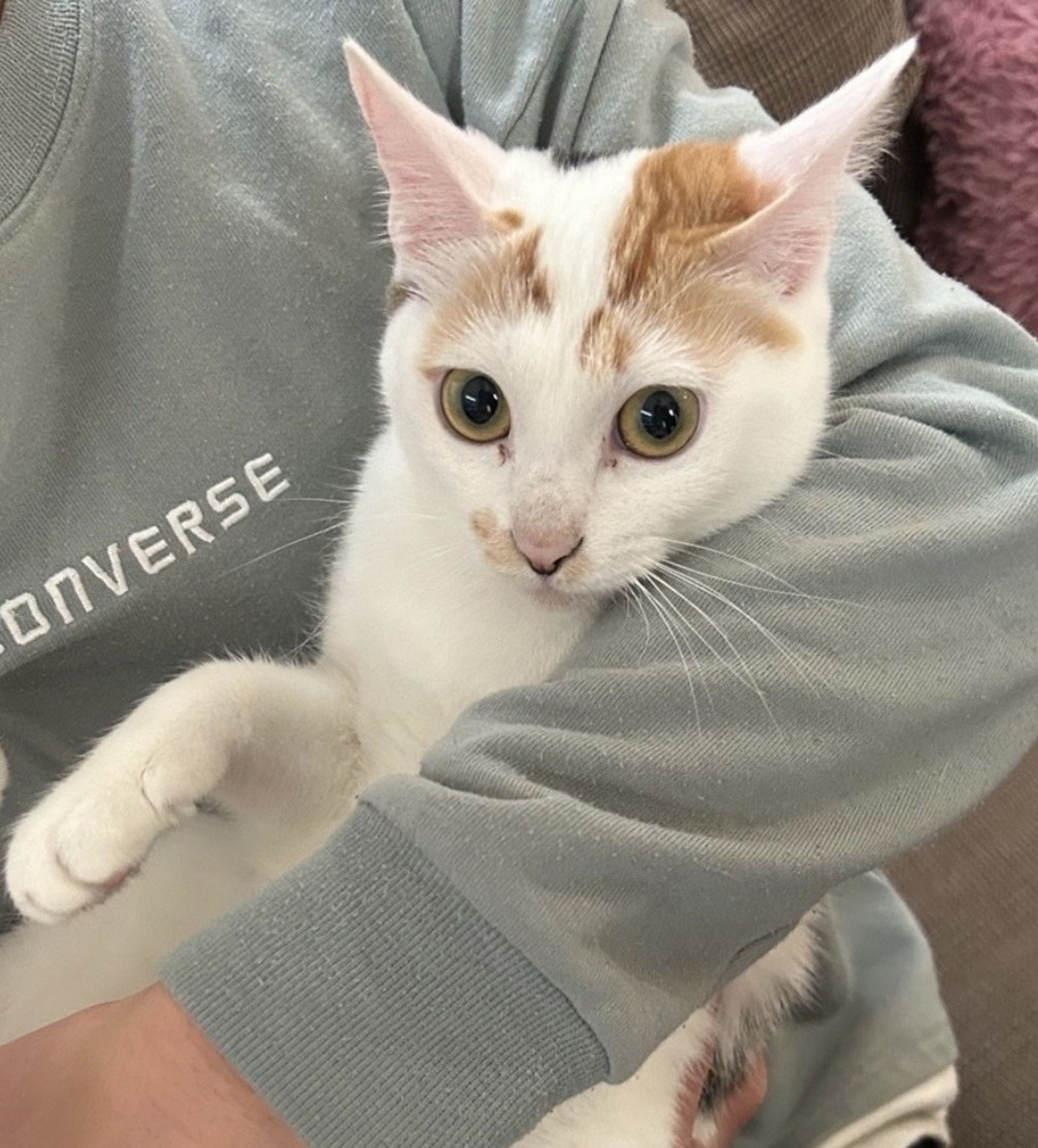 雑種（ミックス猫）・メスの里親募集の写真