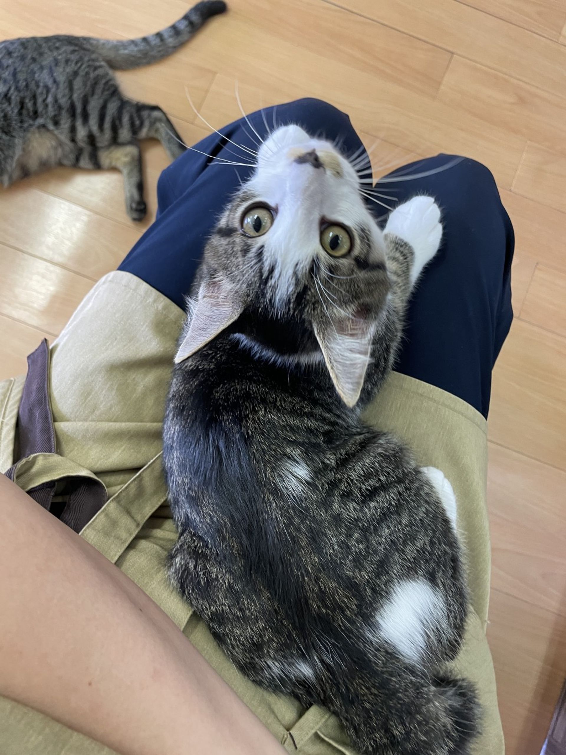 雑種（ミックス猫）・オスの里親募集の写真