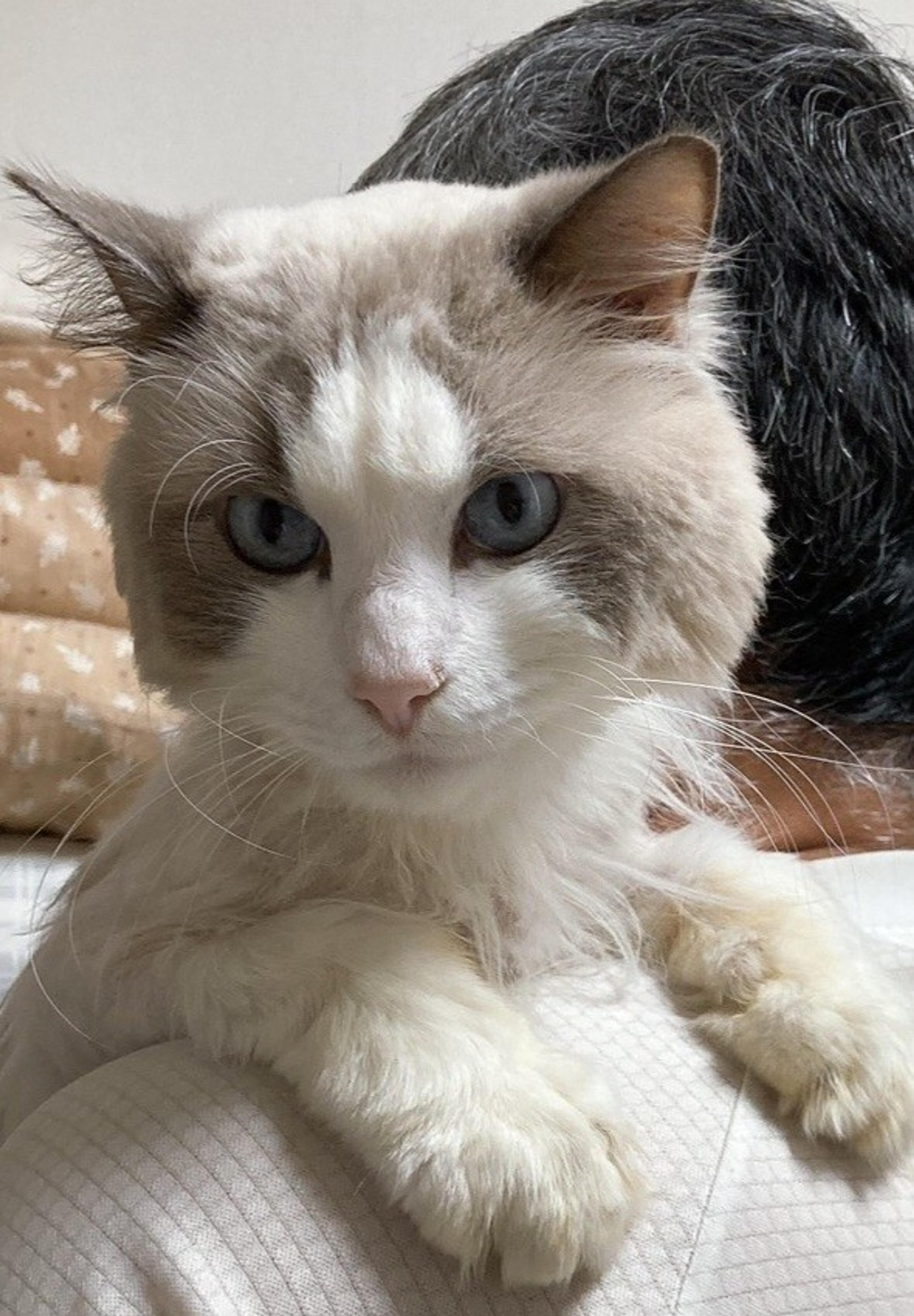 pet-image-4
