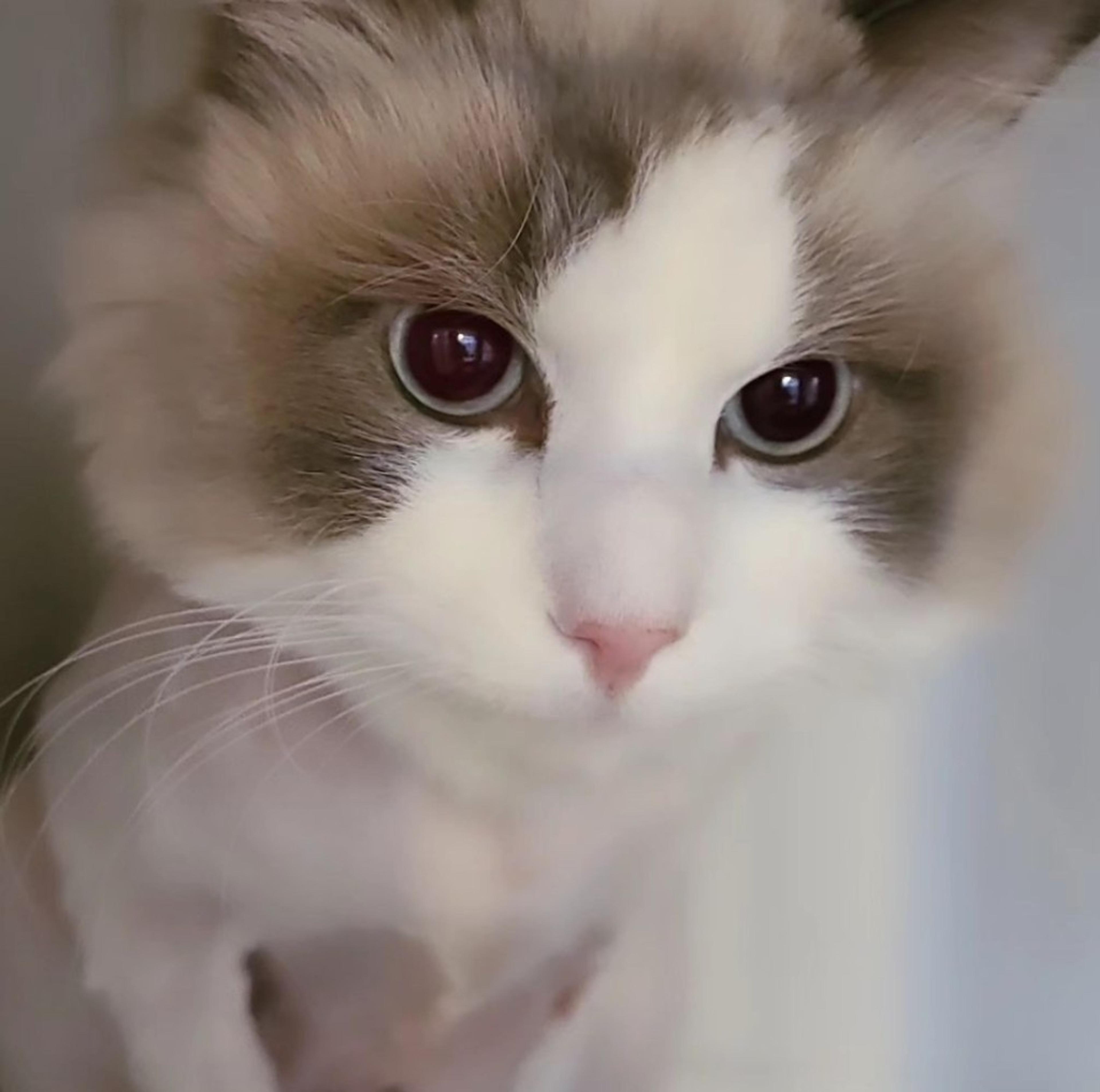 pet-image-3