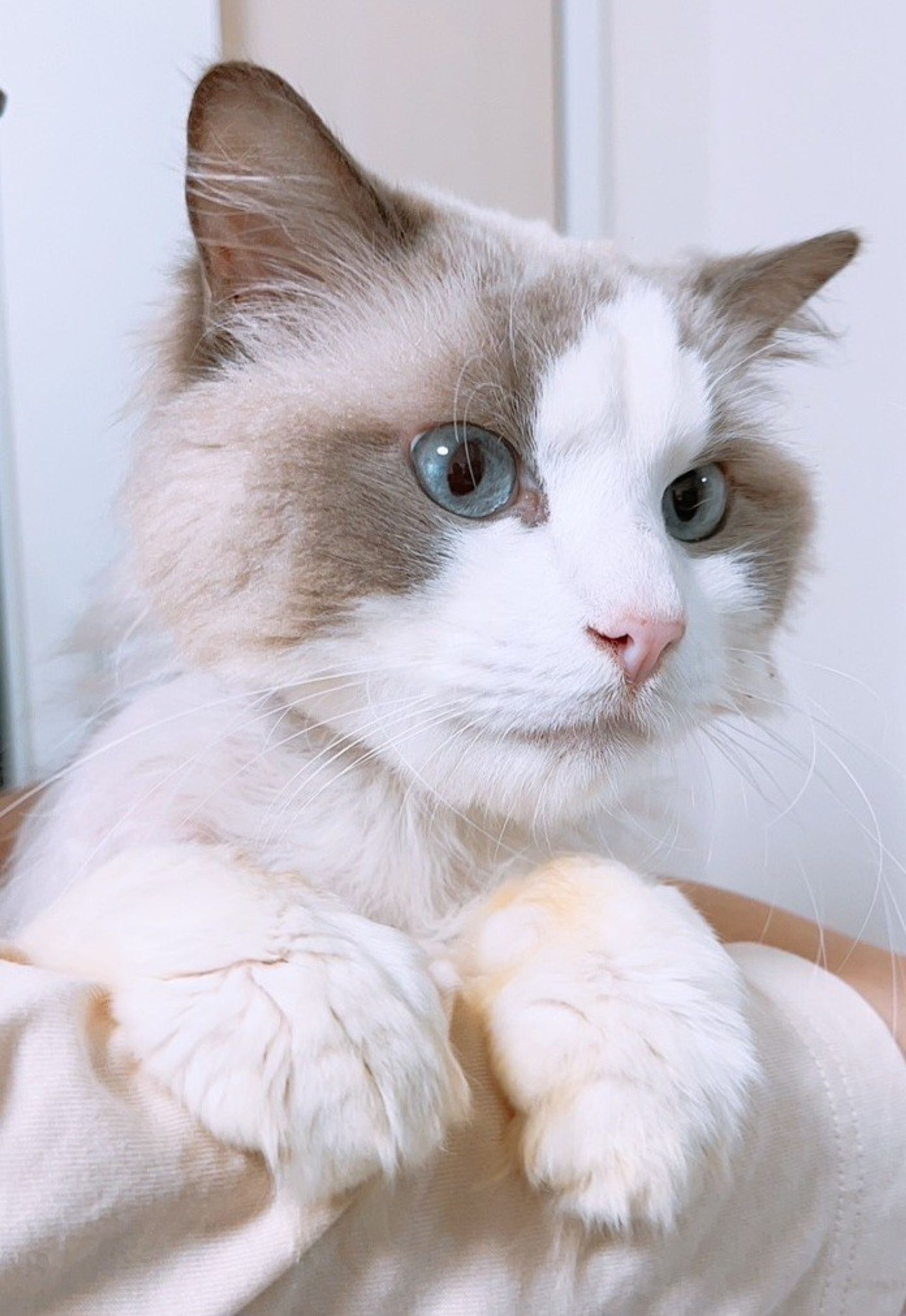 ラグドール・オスの里親募集の写真