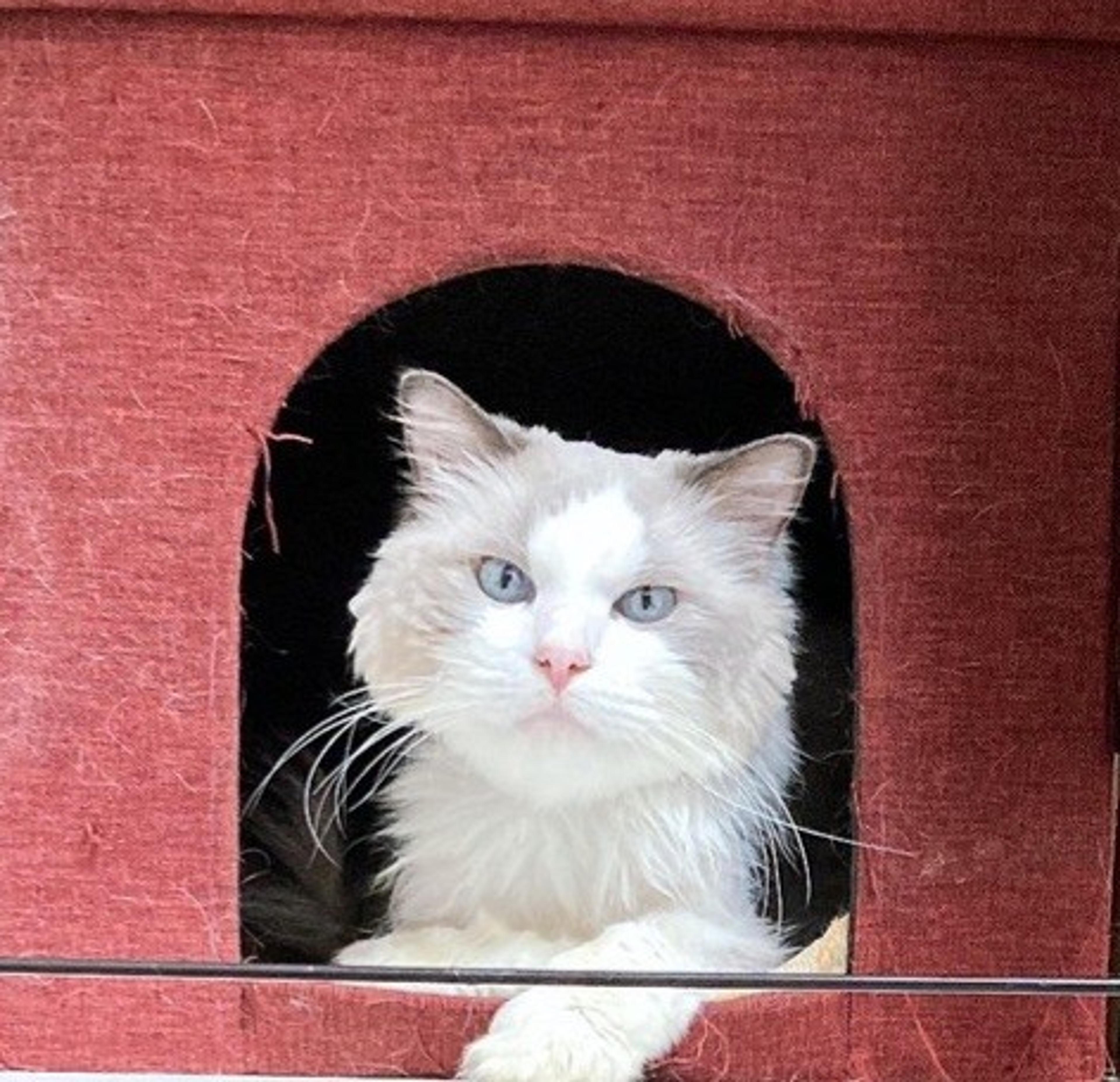 pet-image-2