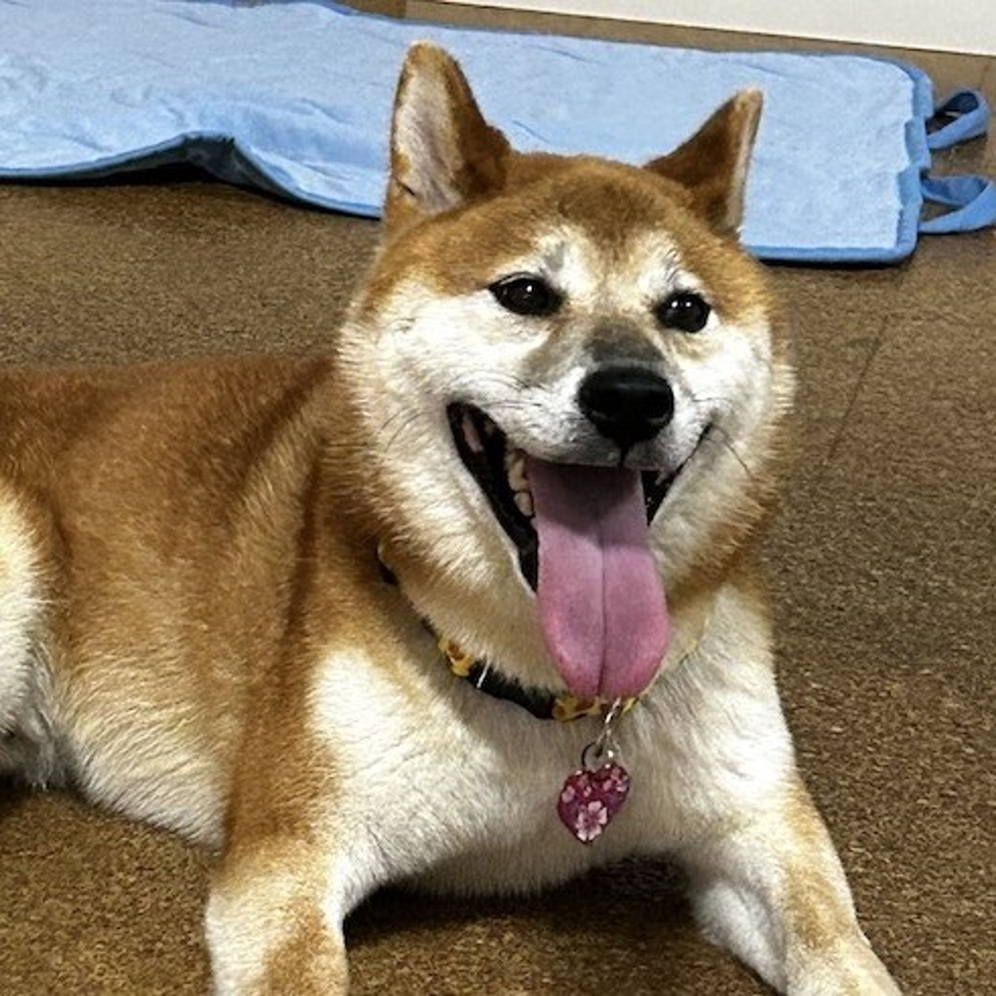 pet-image-2