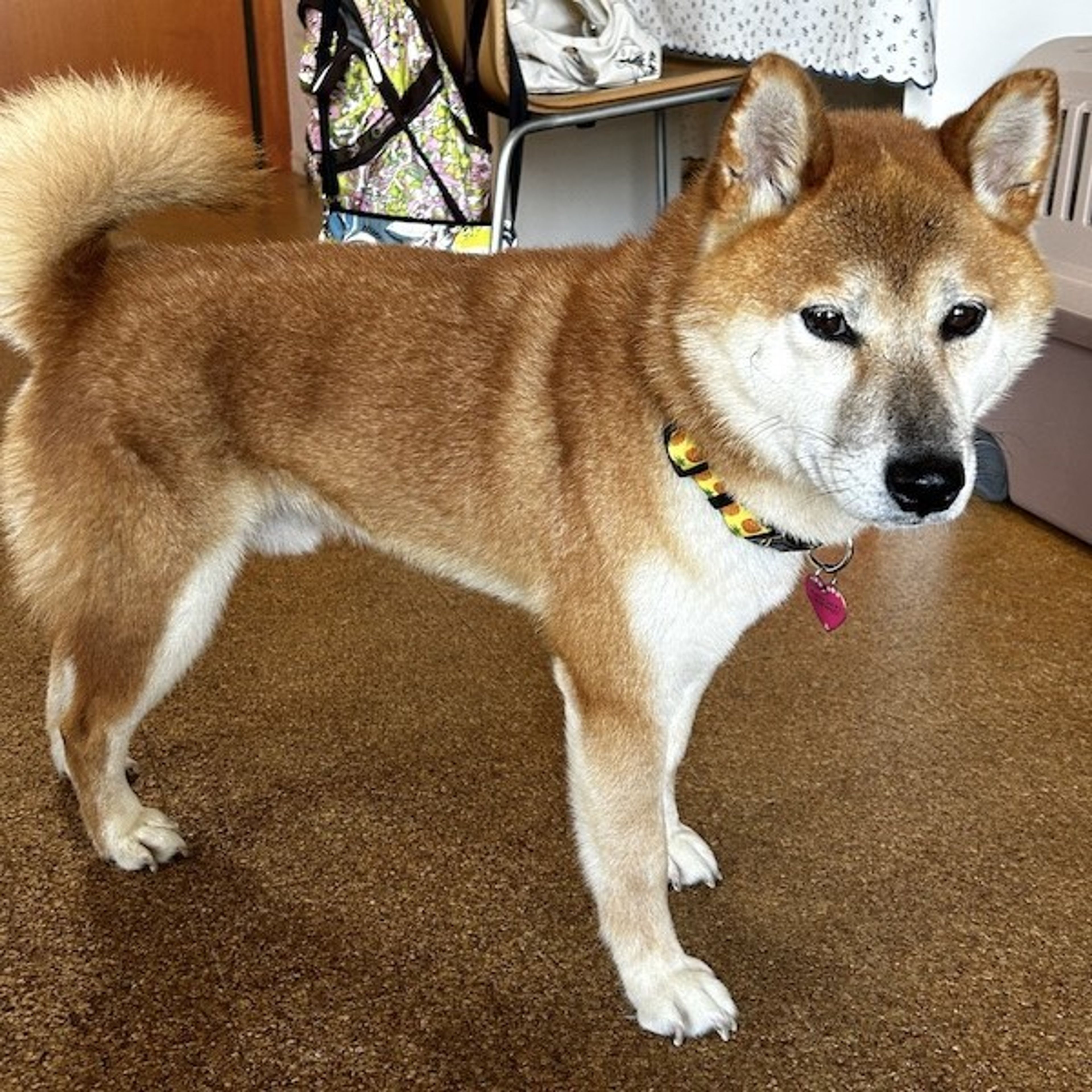 pet-image-4